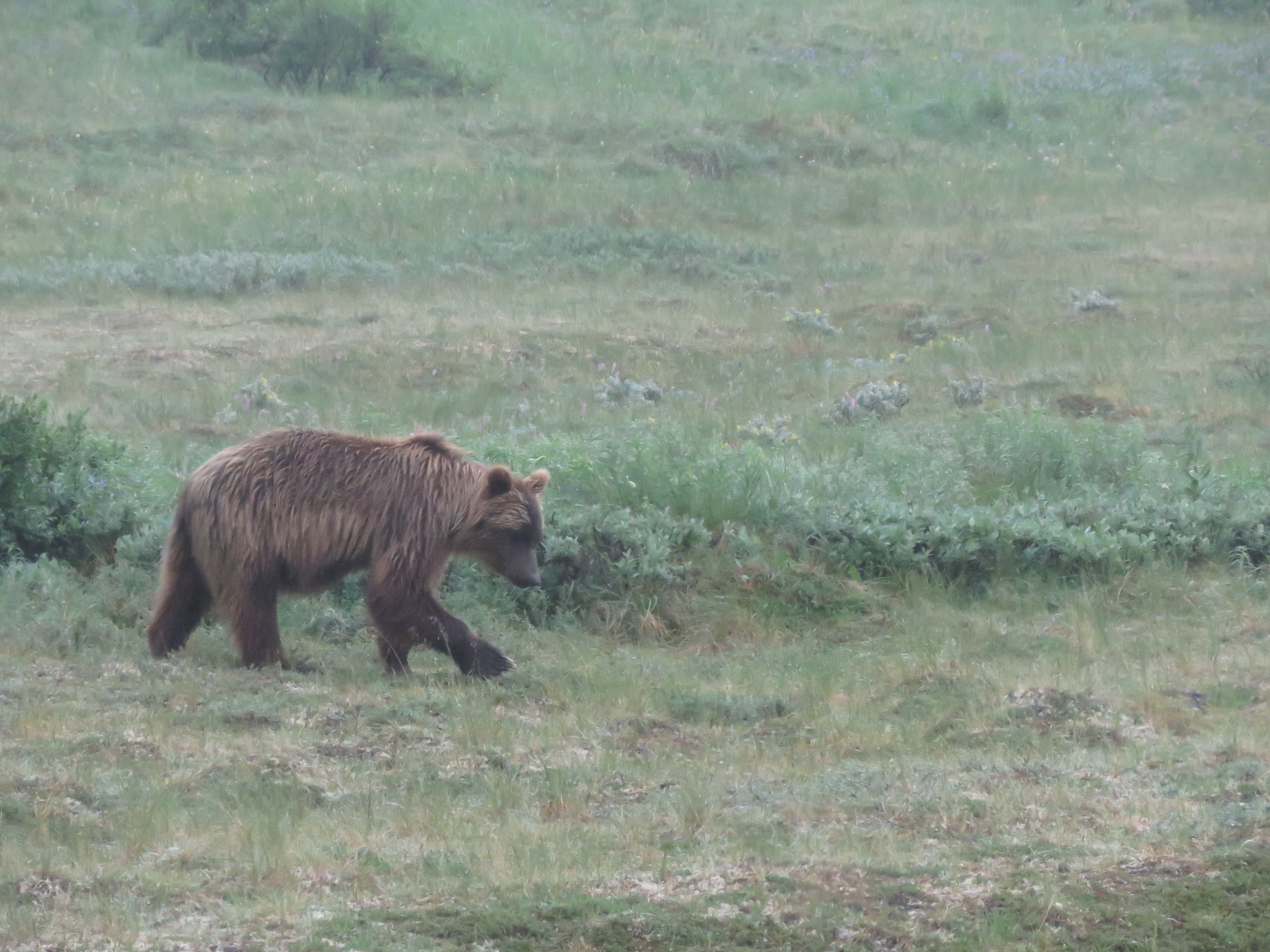 Grizzly Bear