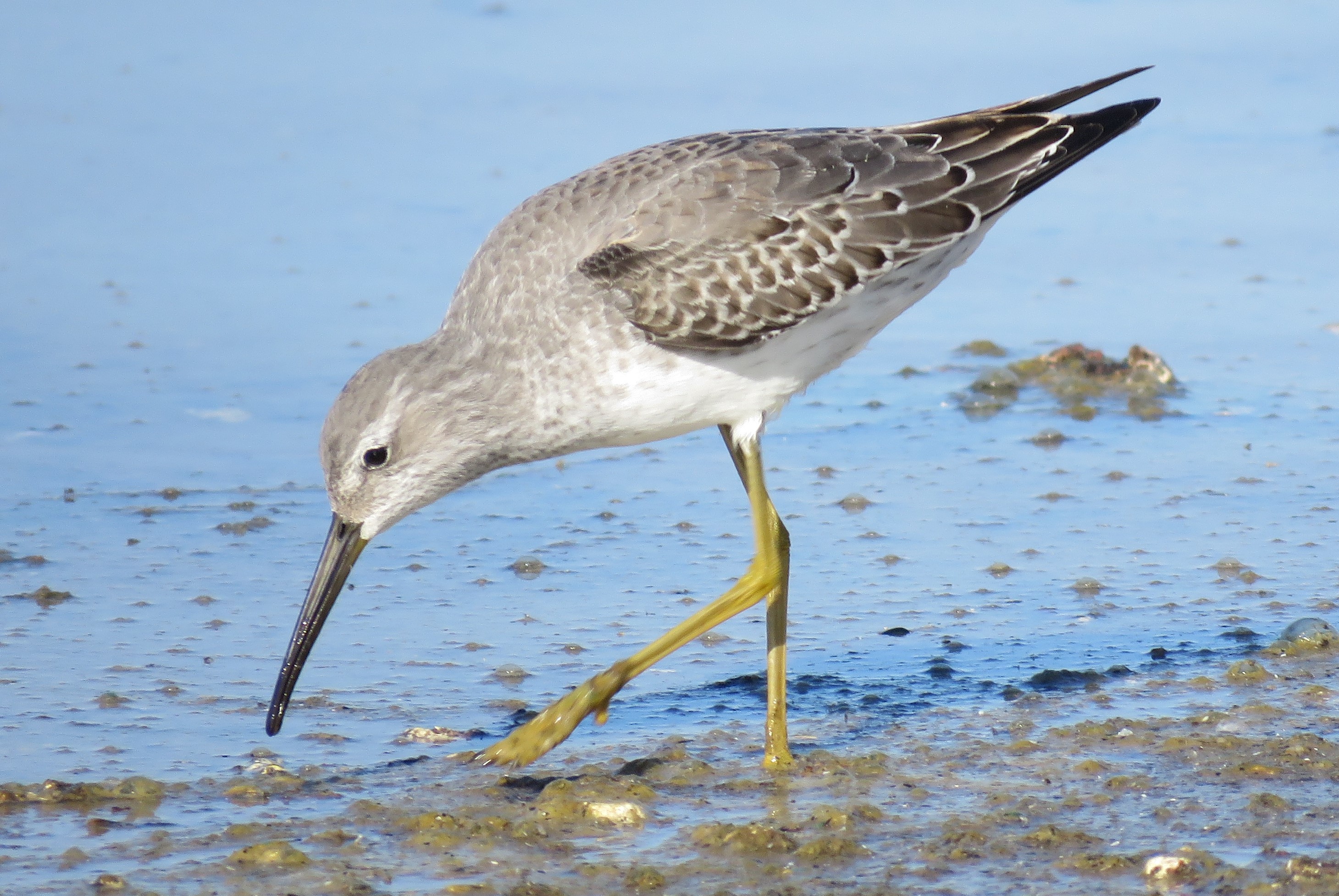 Stilt Sandpiper