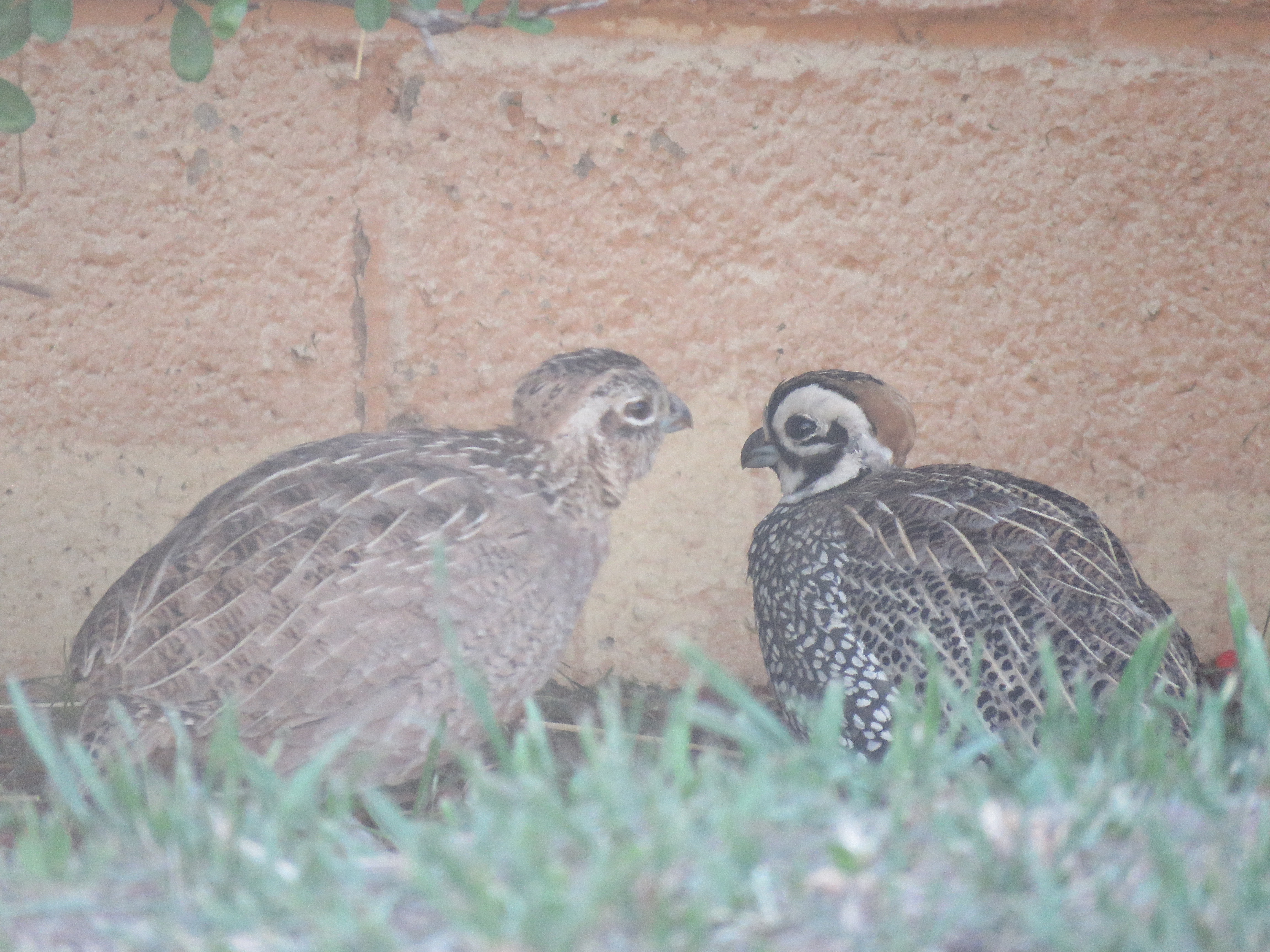 Montezuma Quail