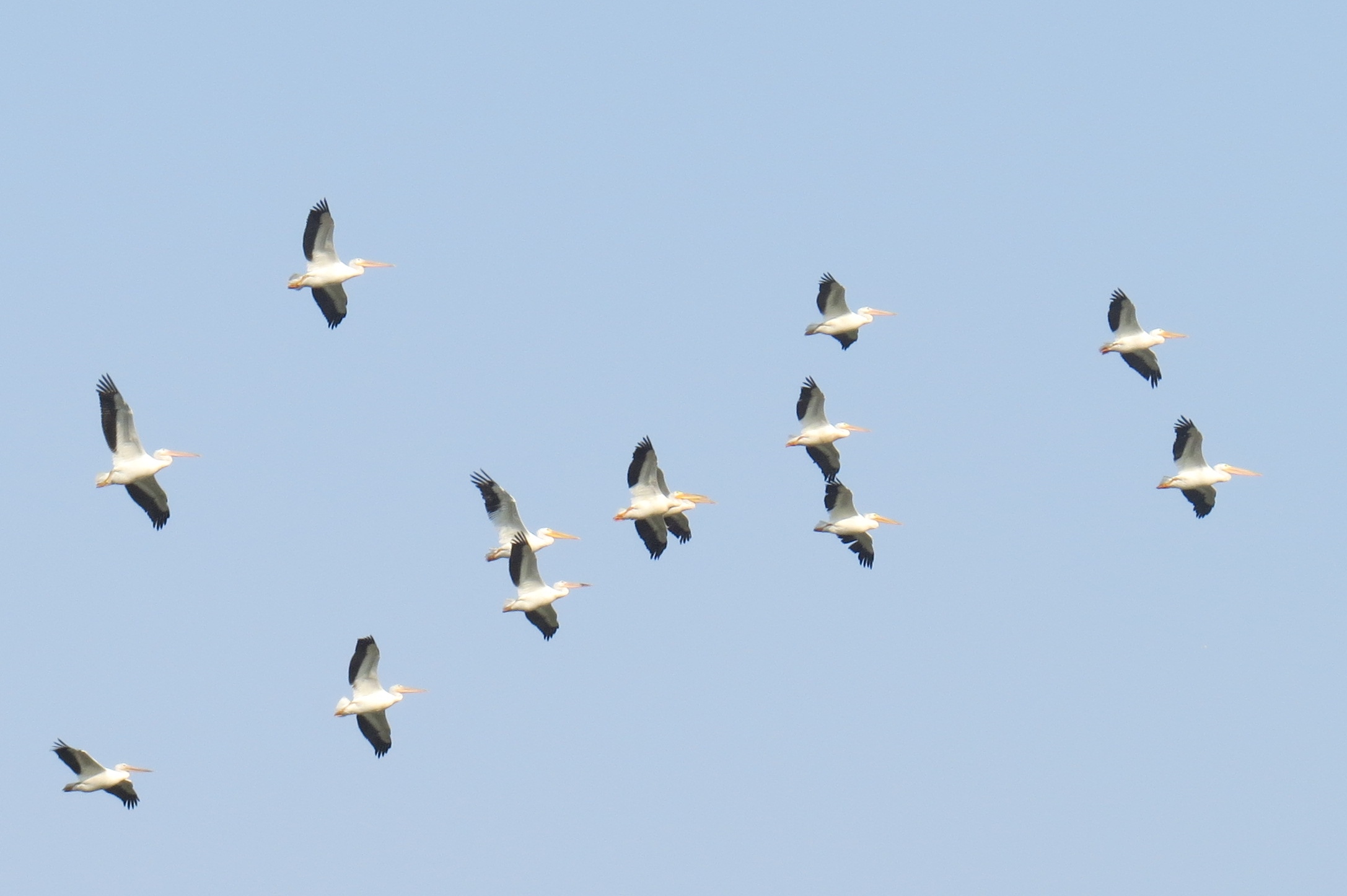 American White Pelicans