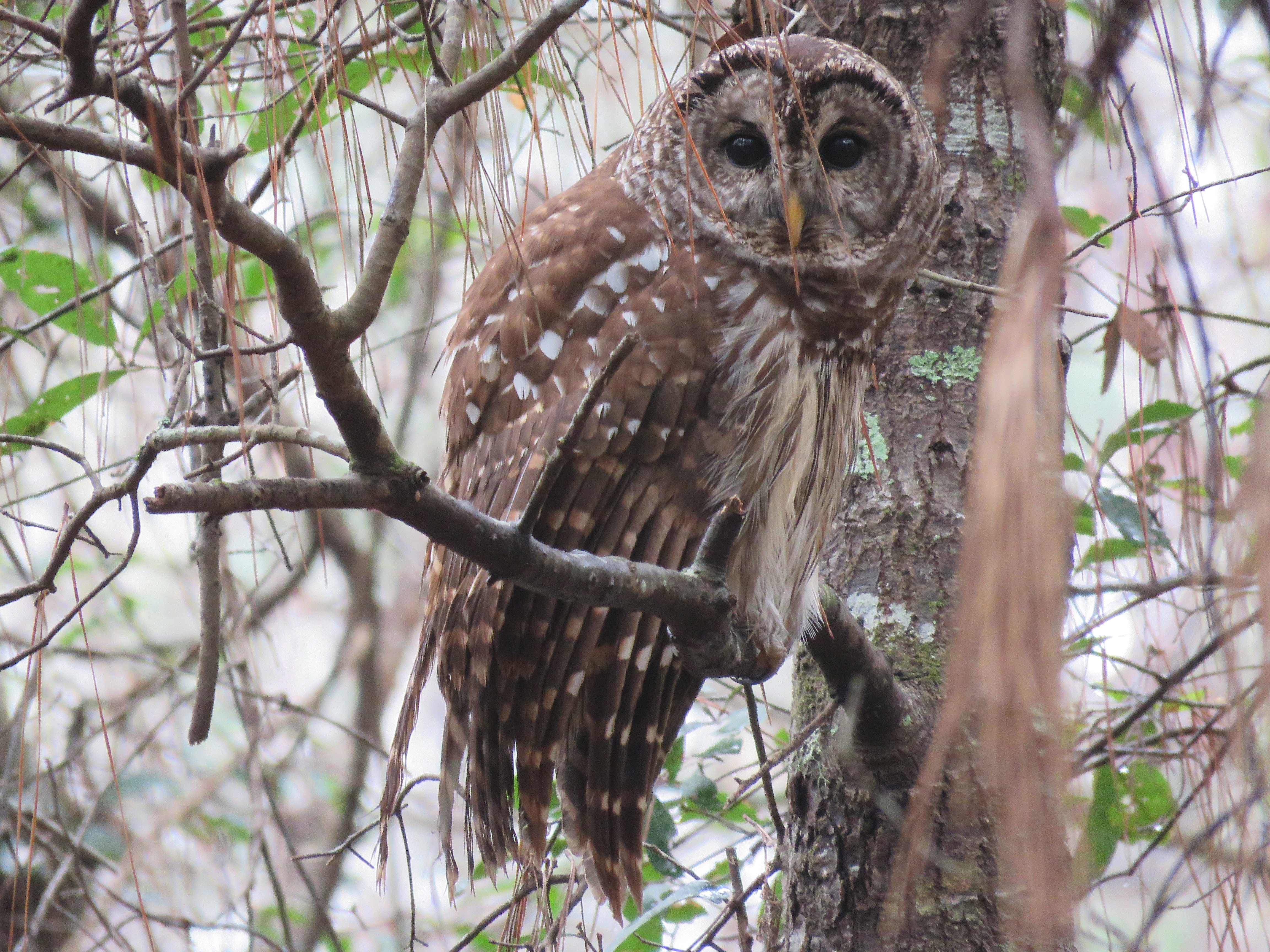 Barred Owl