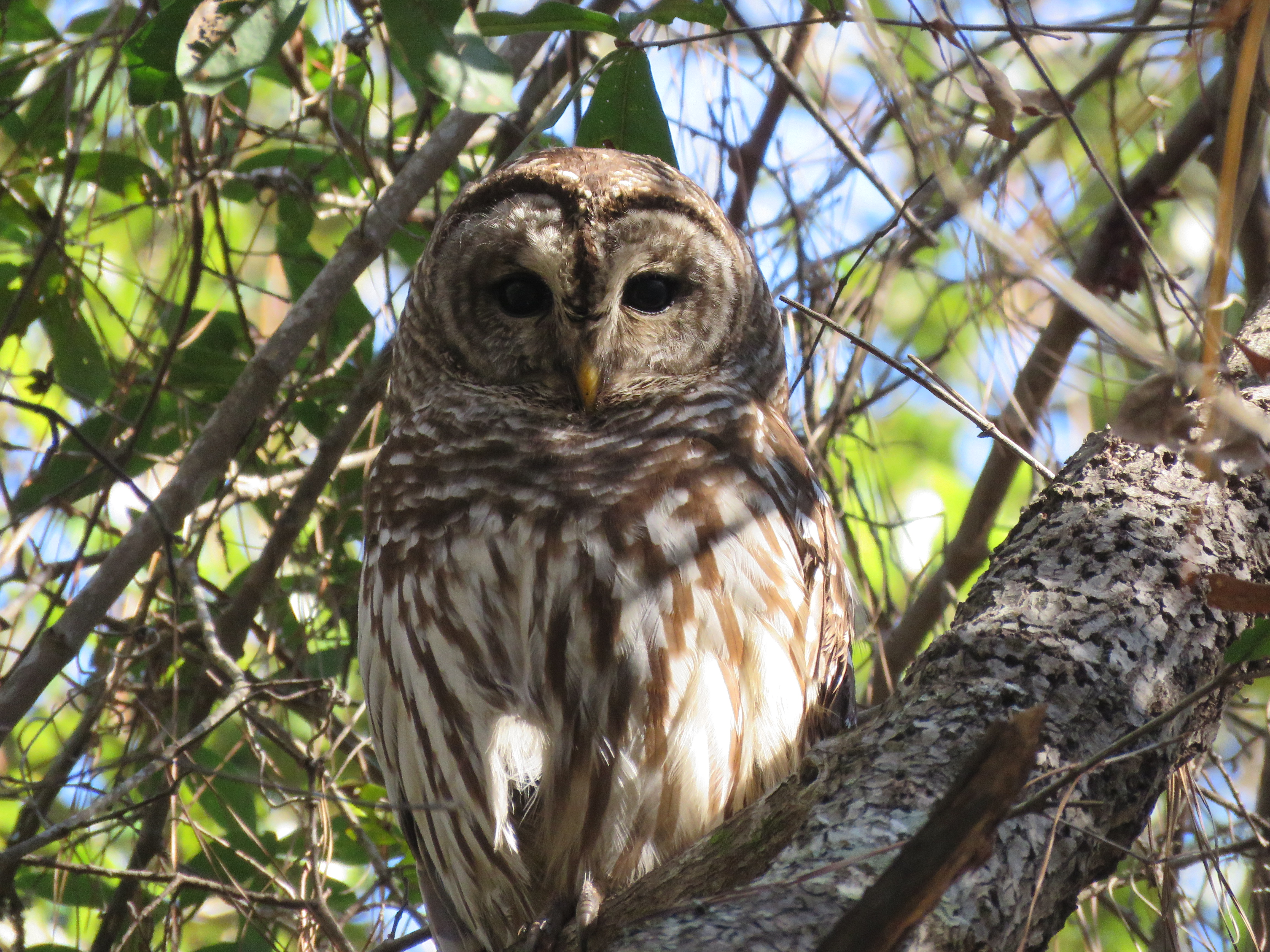 Barred Owl