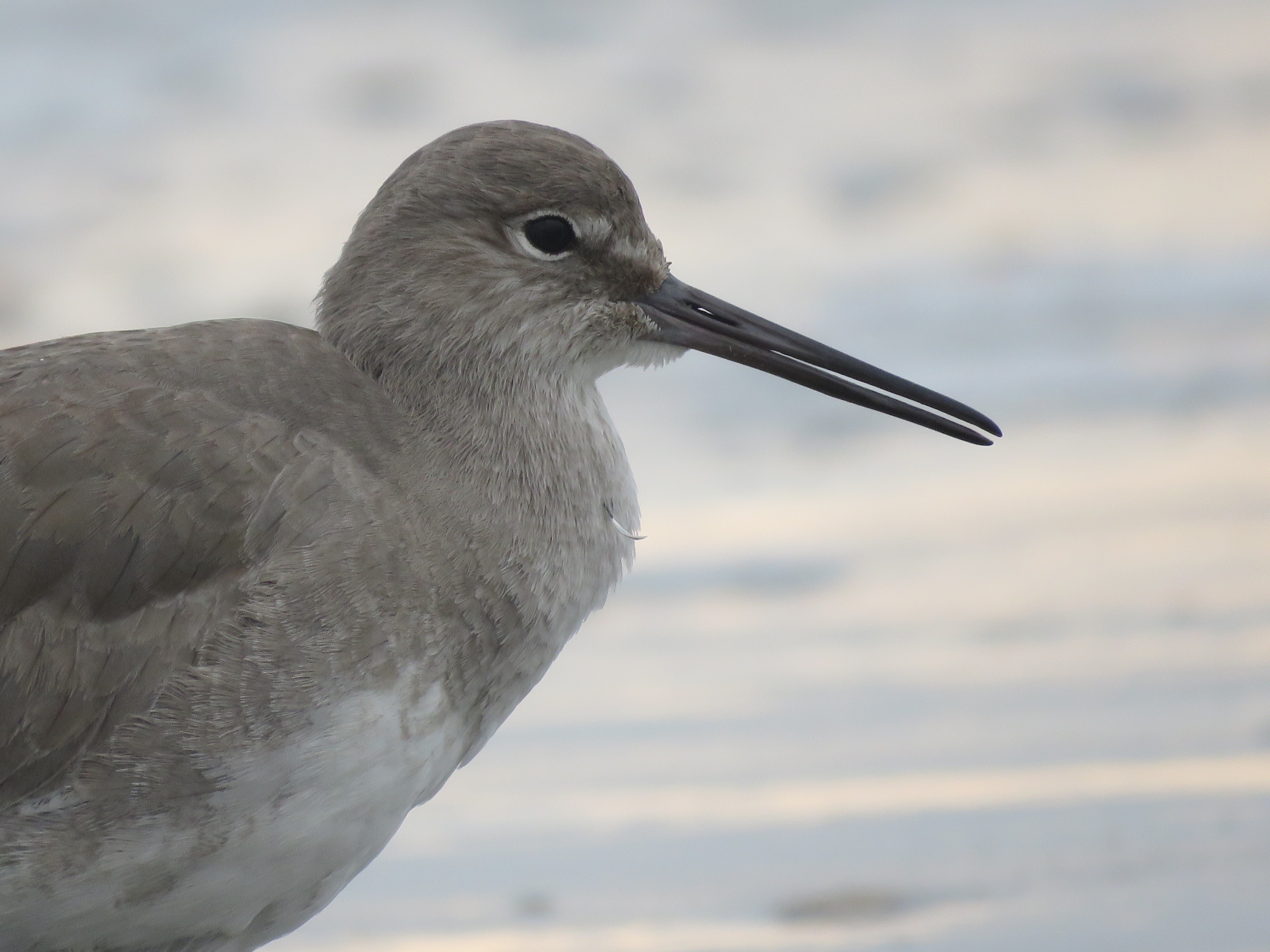 Willet