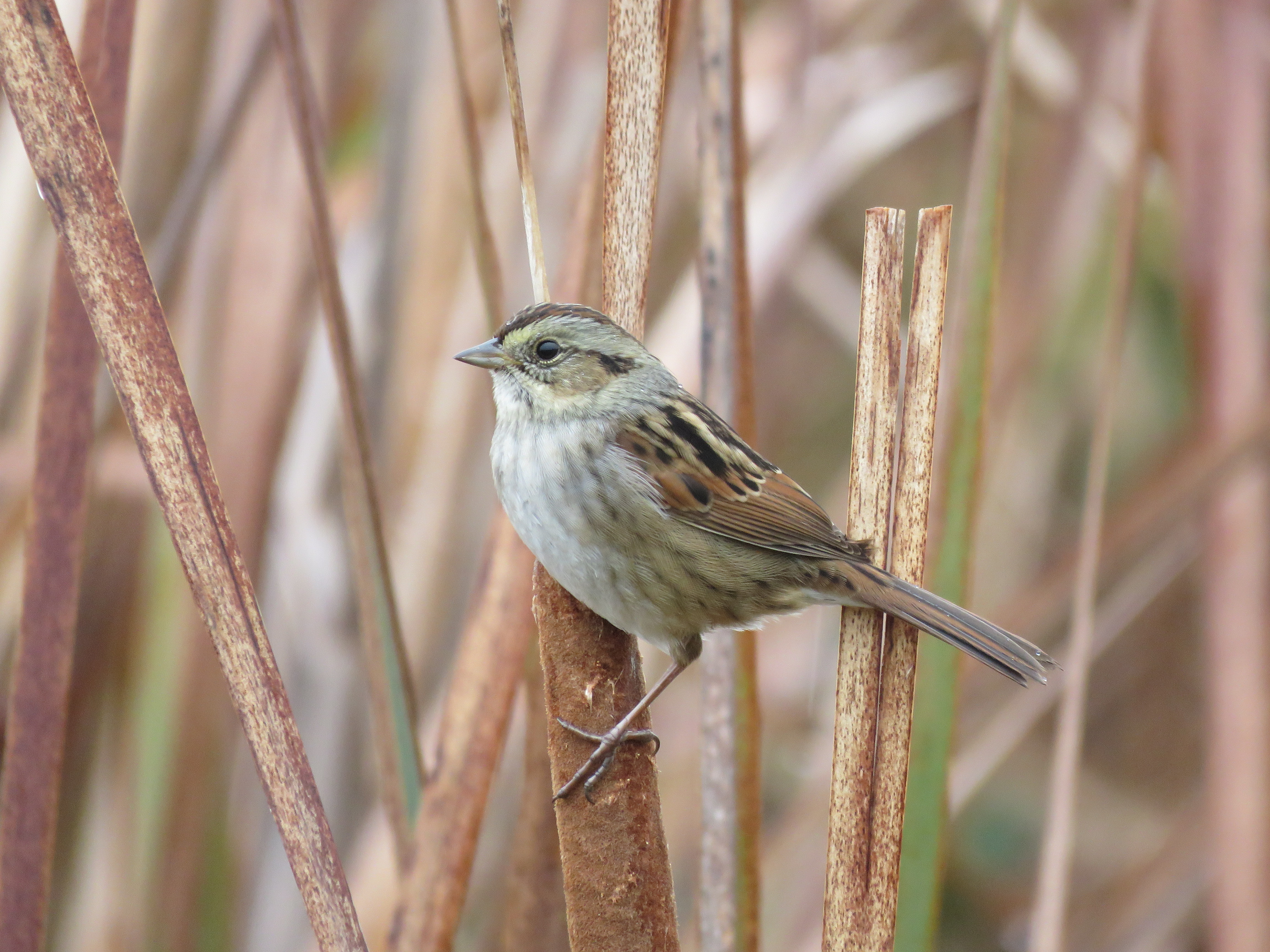 Swamp Sparrow