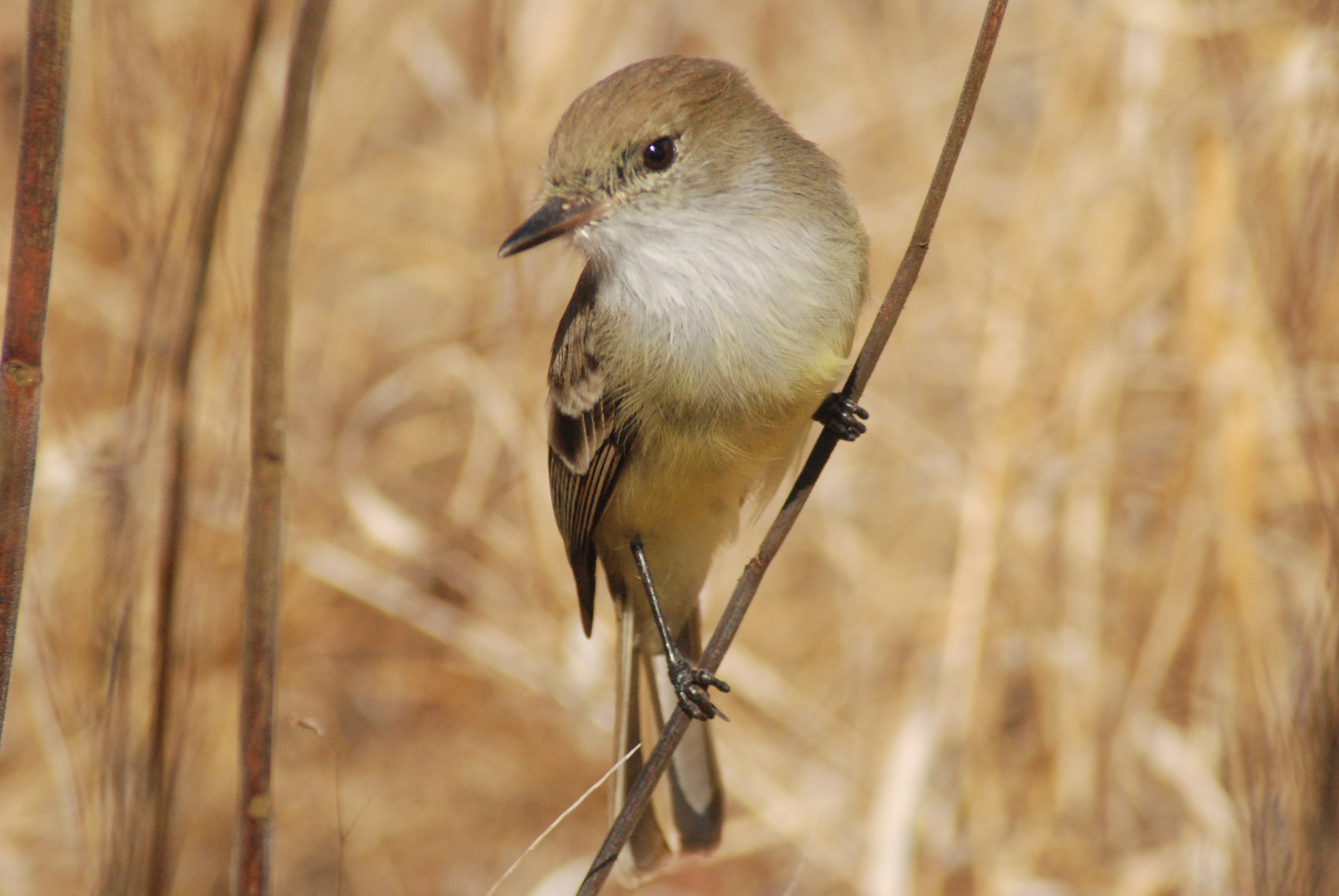 Galapagos Flycatcher
