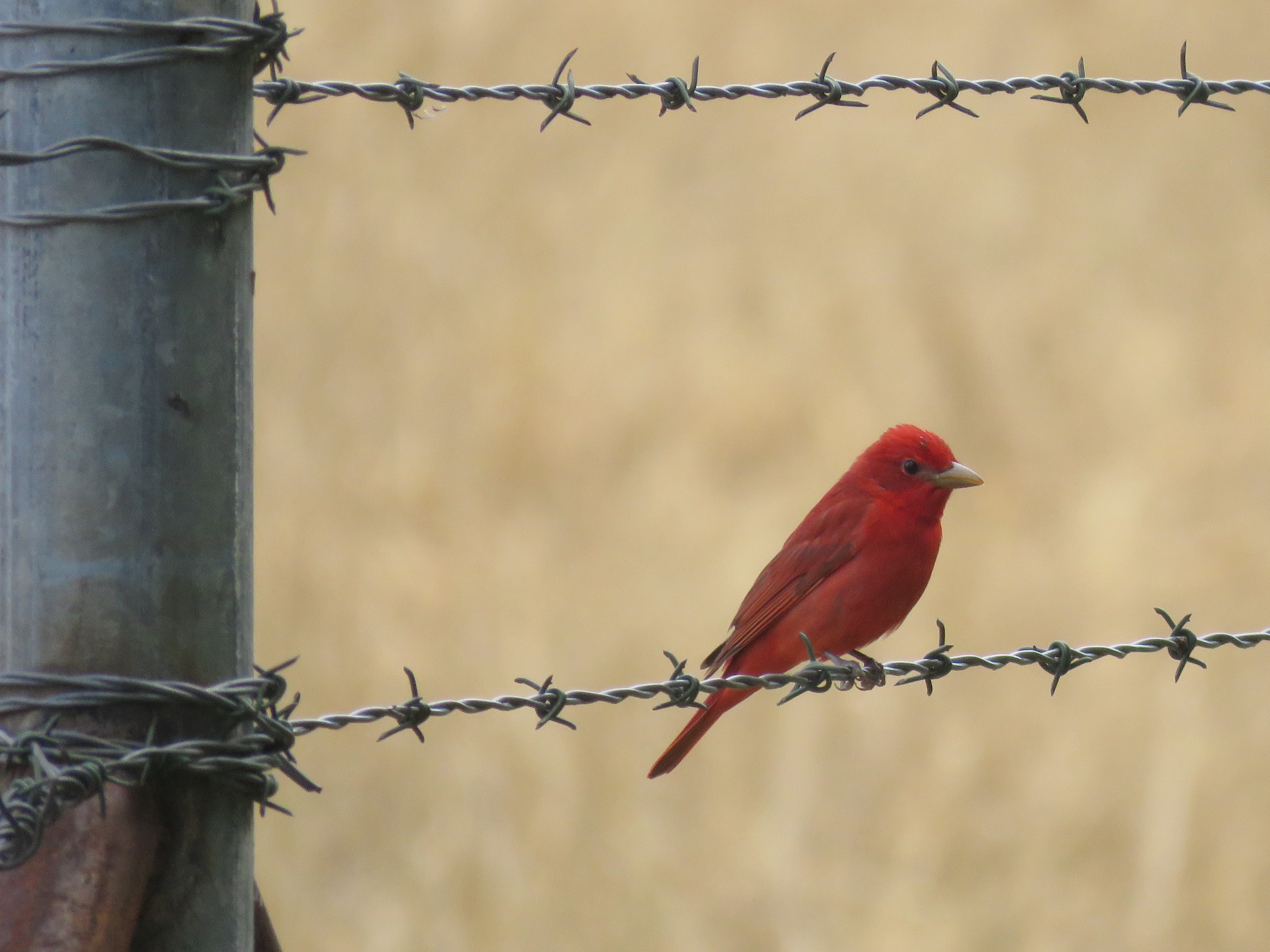 Summer Tanager