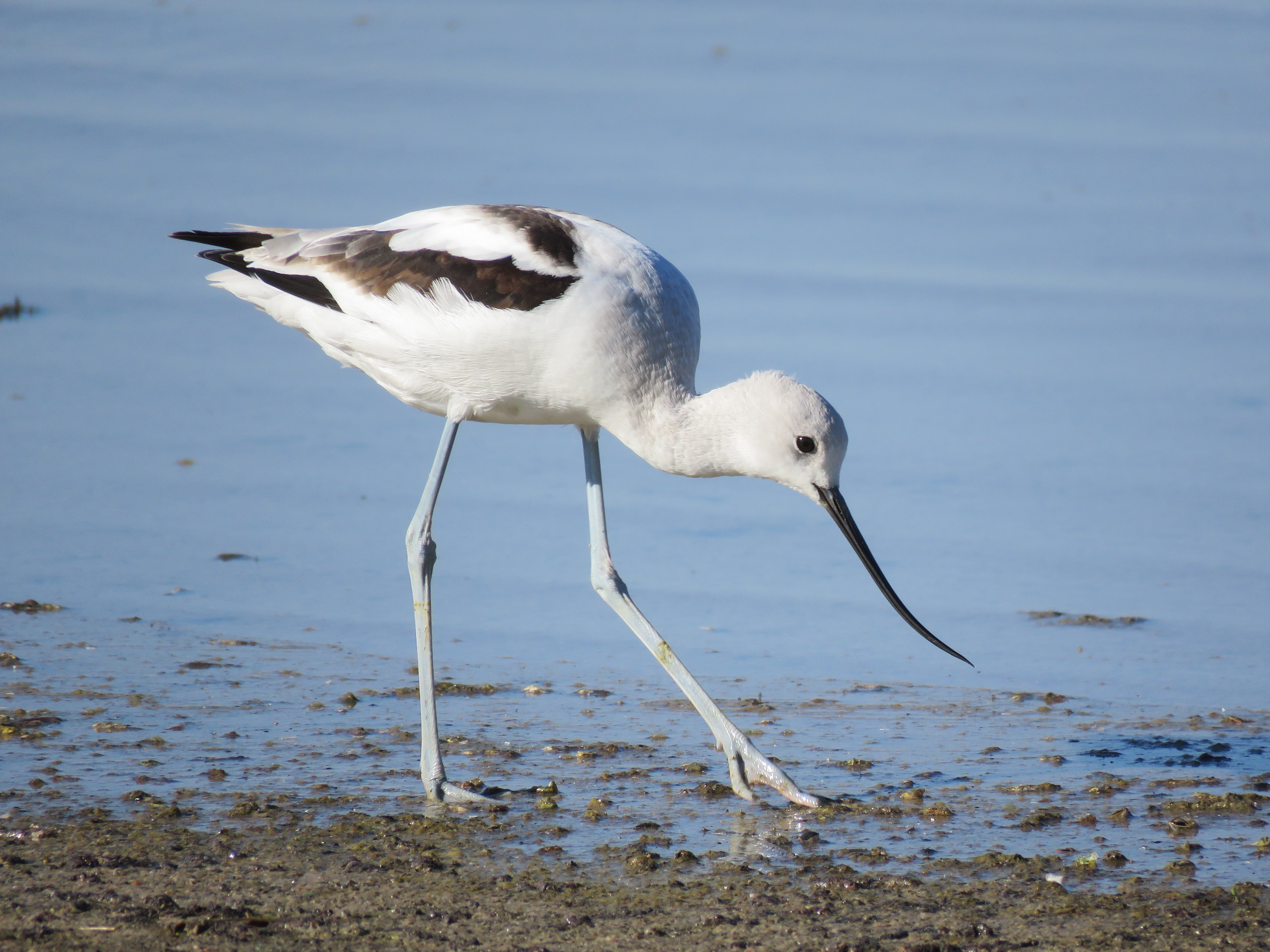 American Avocet