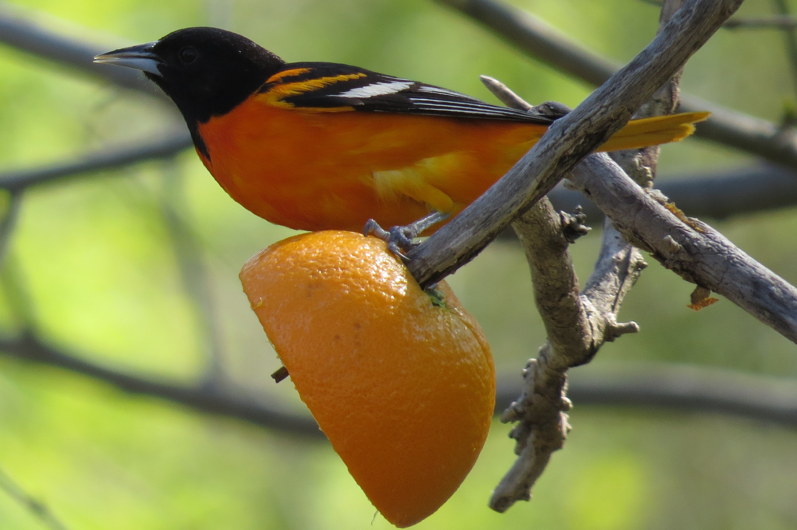 Baltimore Oriole