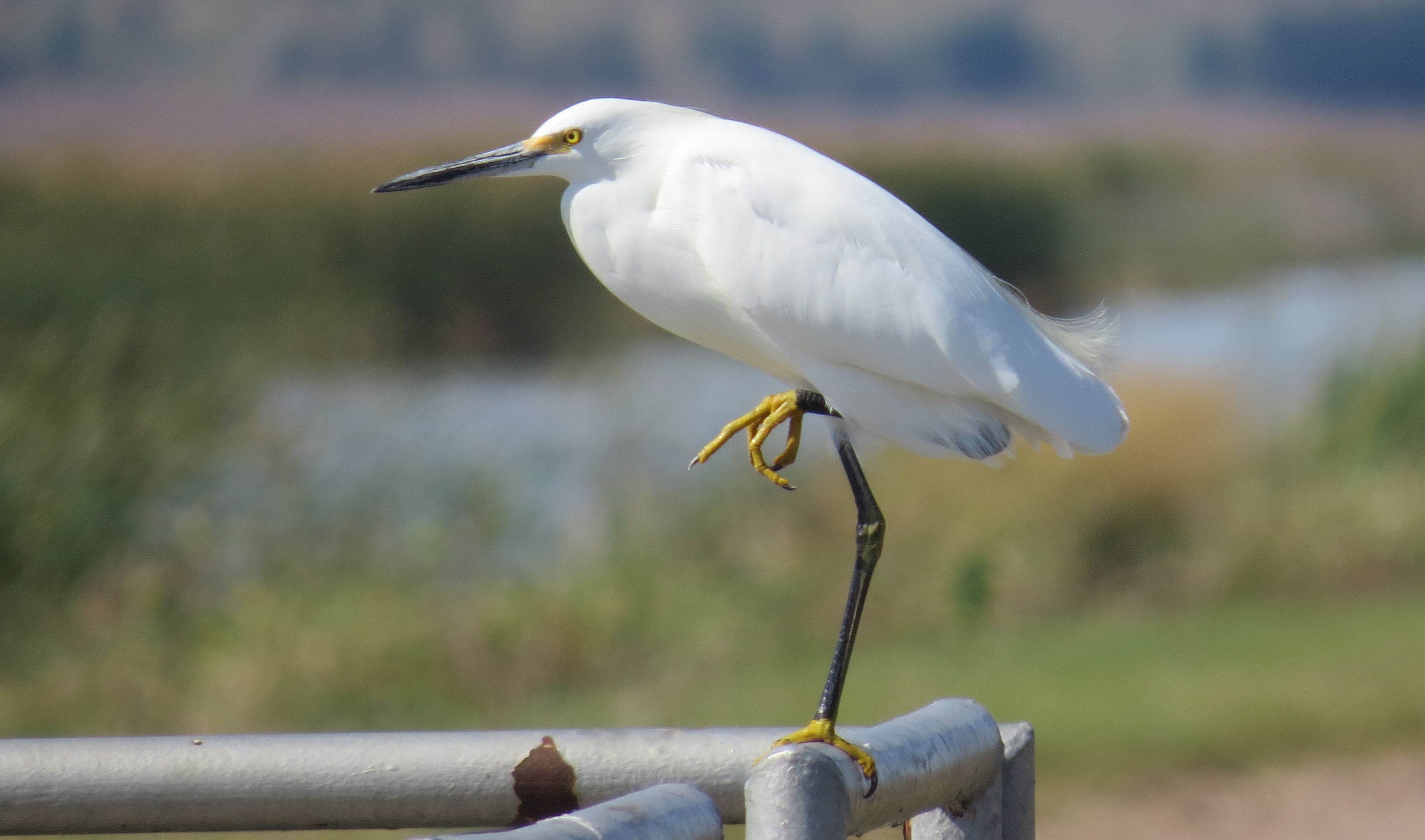 Snowy Egret