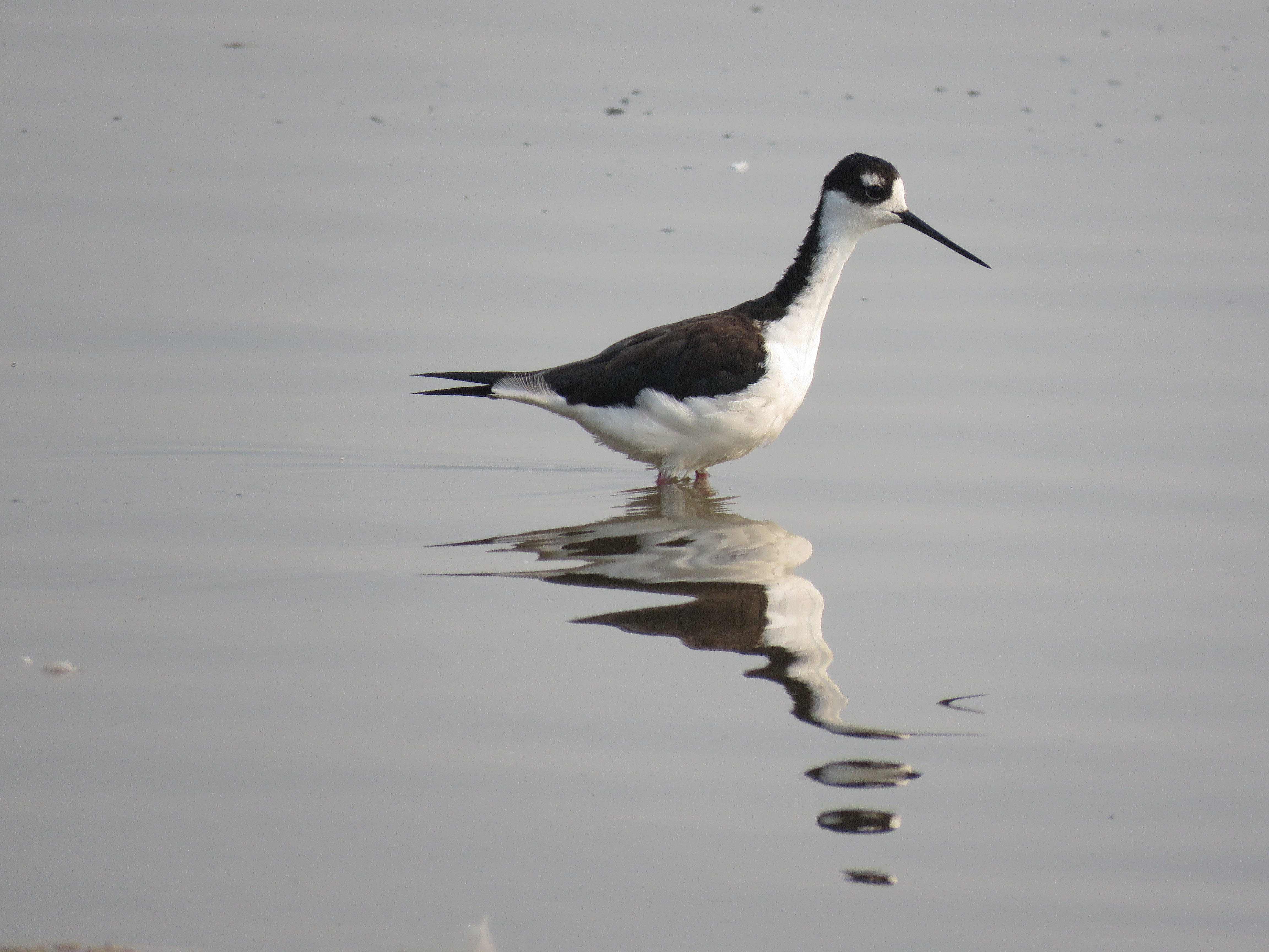Black-necked Stilt
