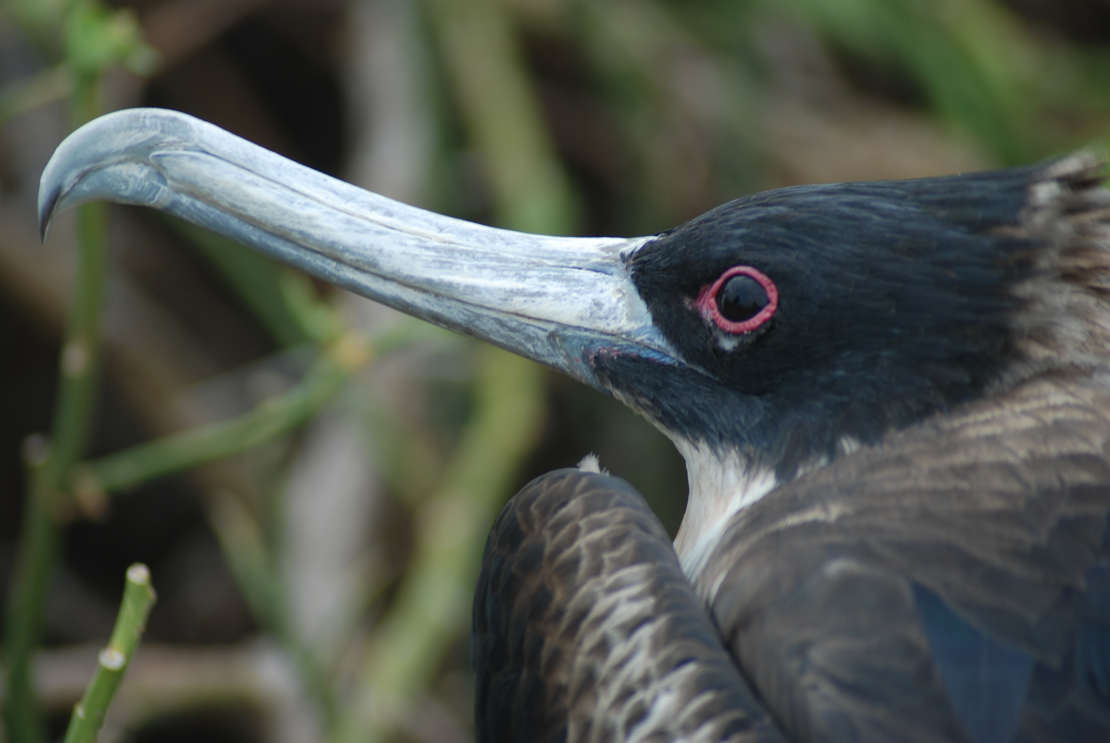 Great Frigatebird