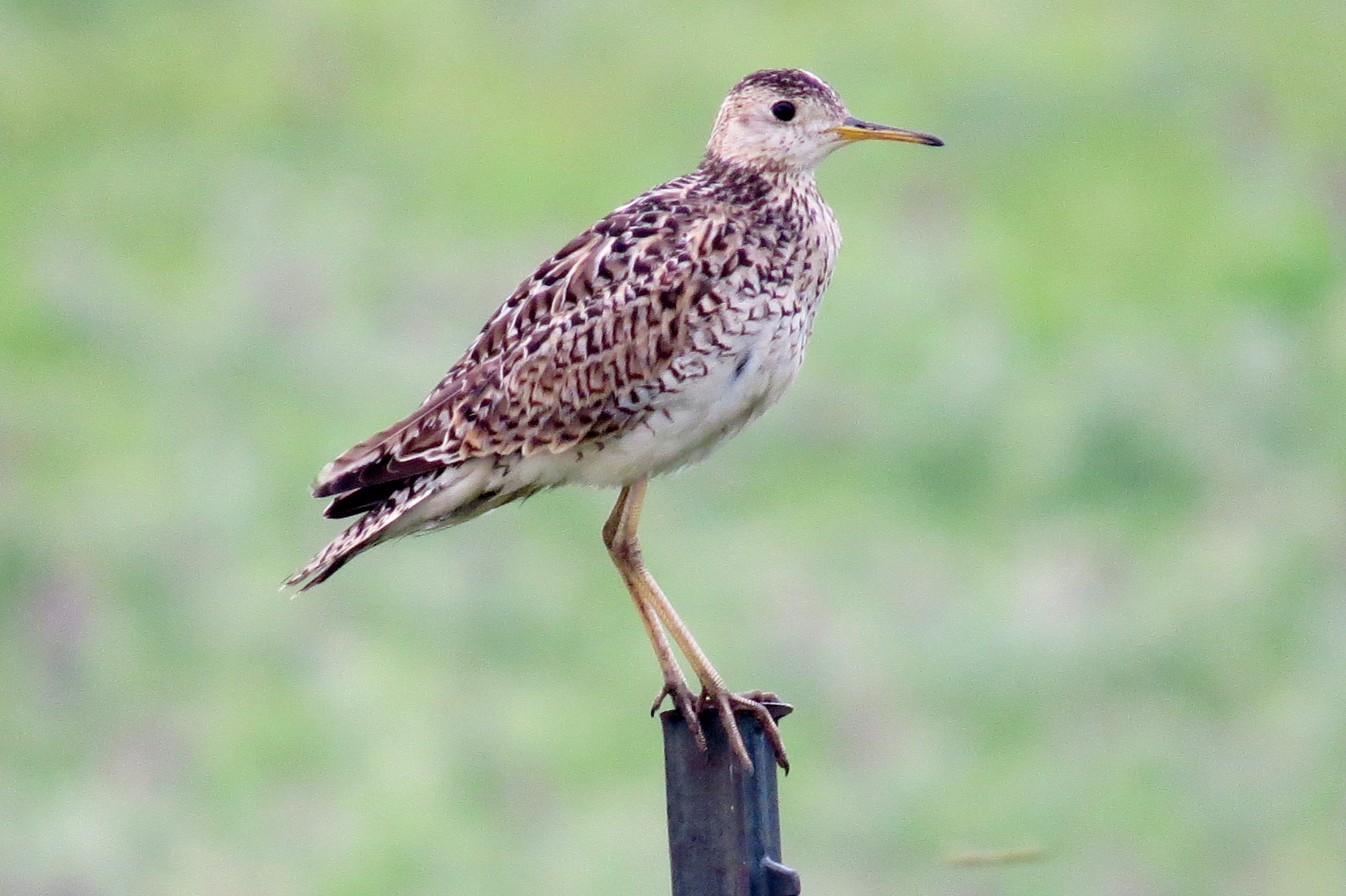 Upland Sandpiper