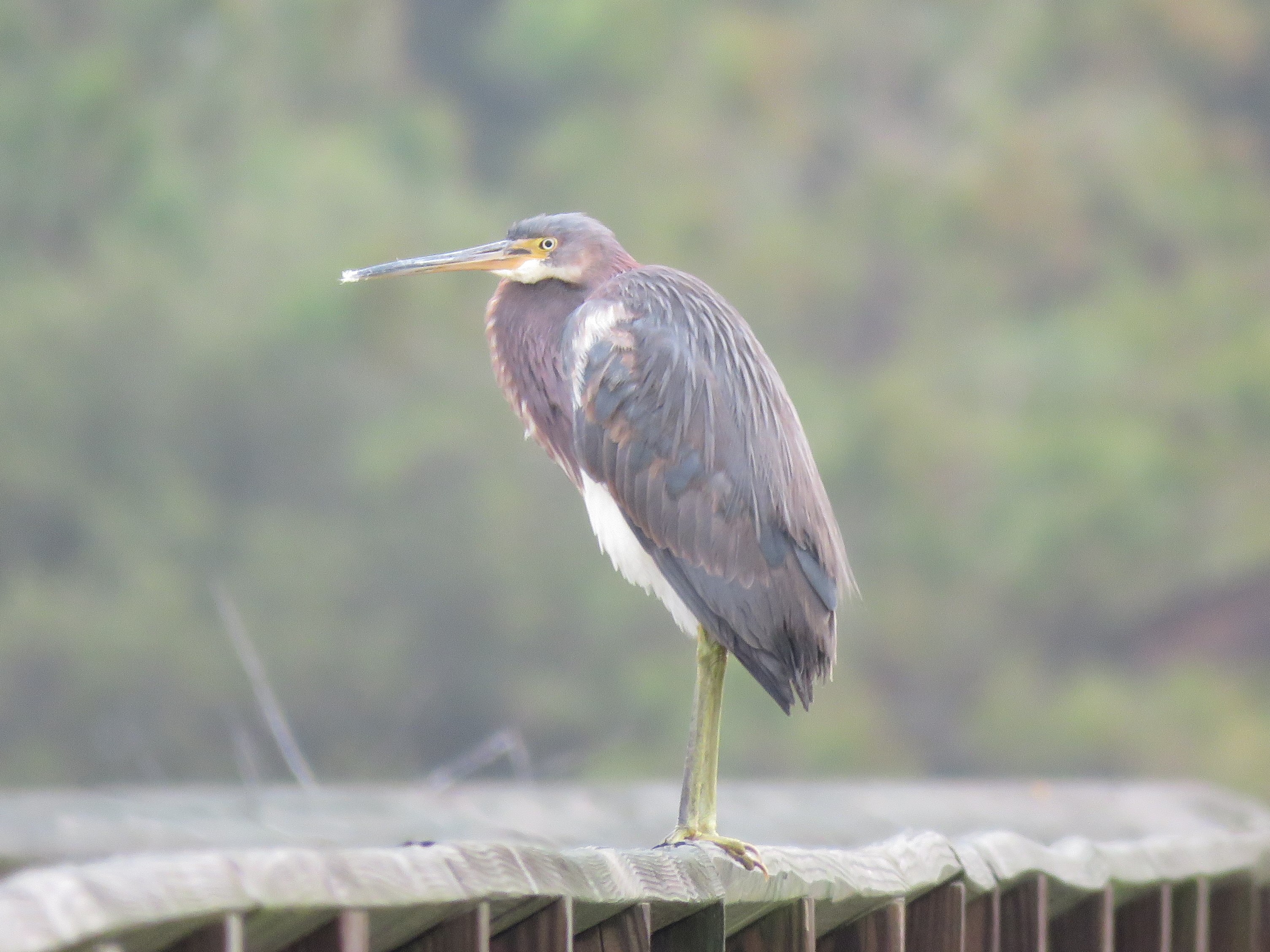 Tricolored Heron