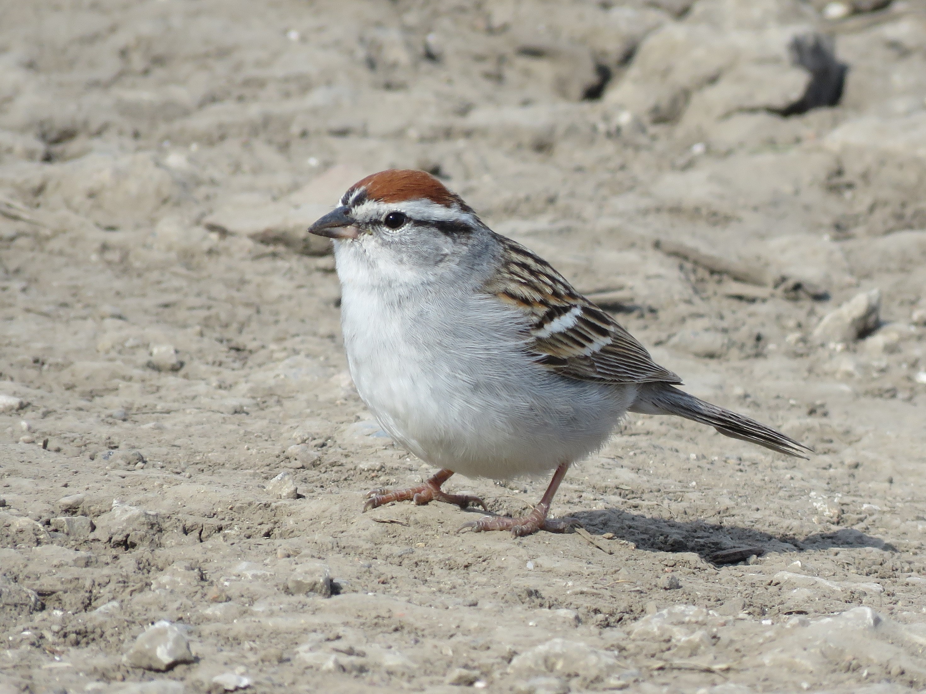 Chipping Sparrow