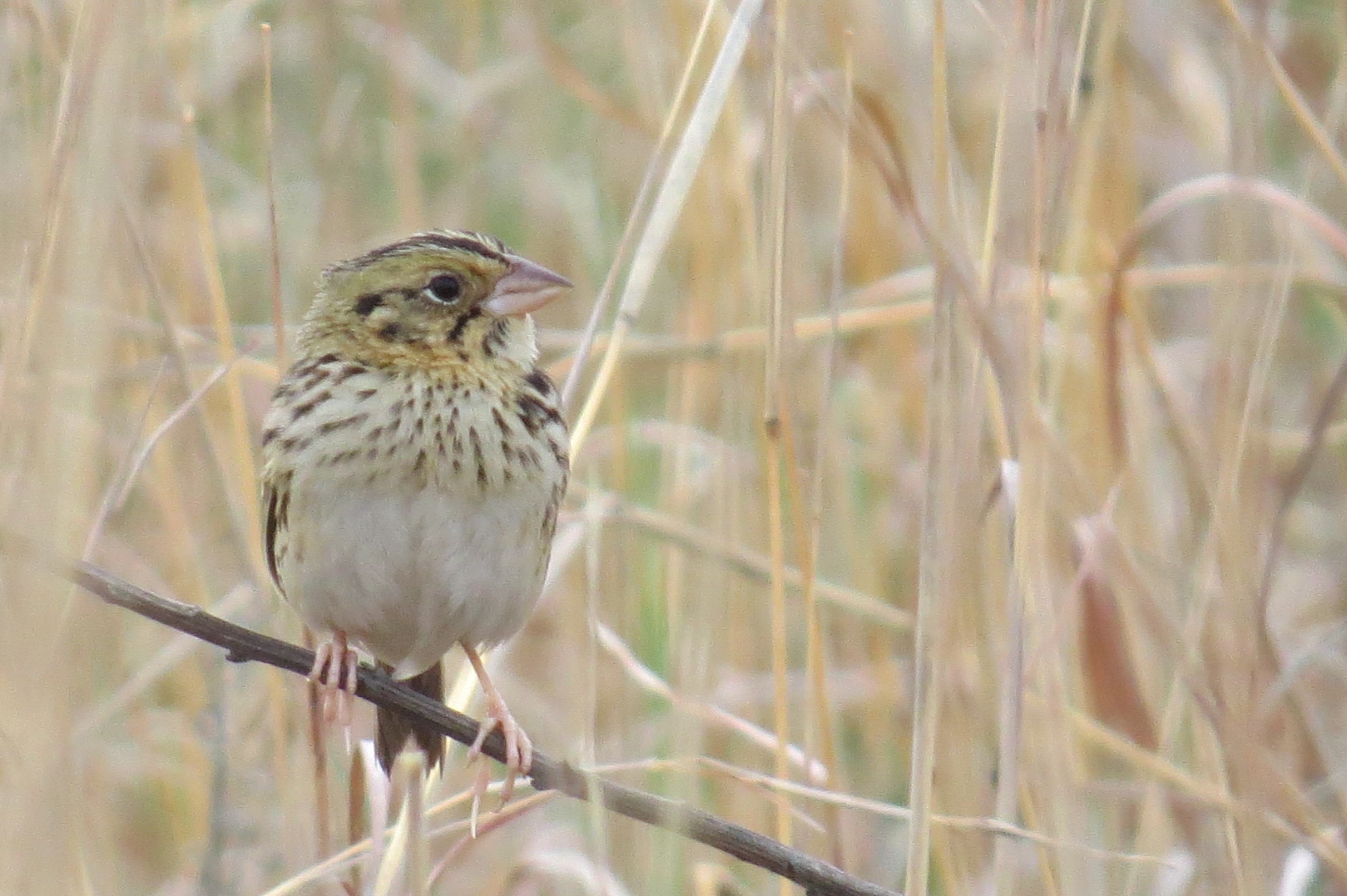 Henslow's Sparrow