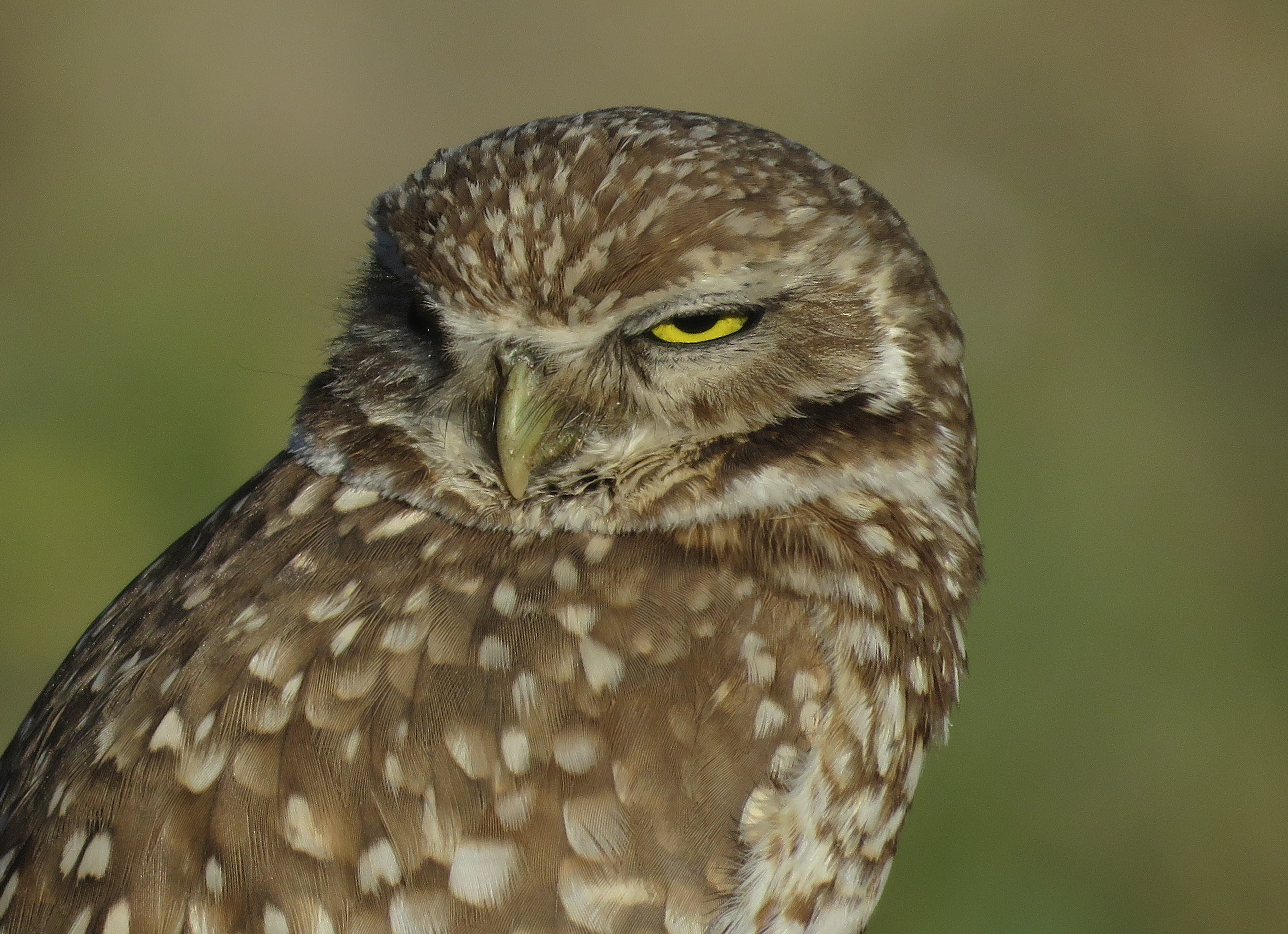 Burrowing Owl