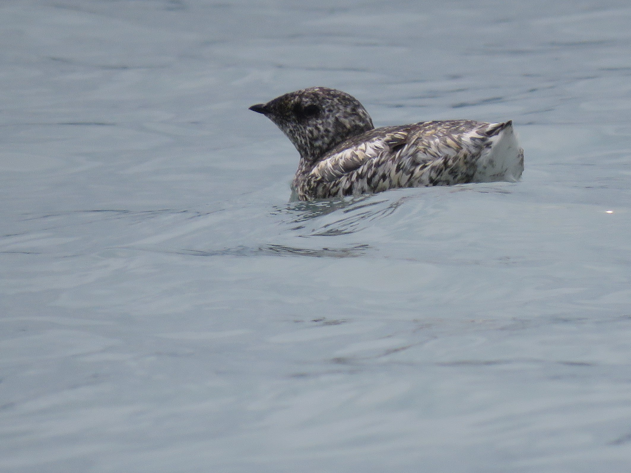 Kittlitz's Murrelet