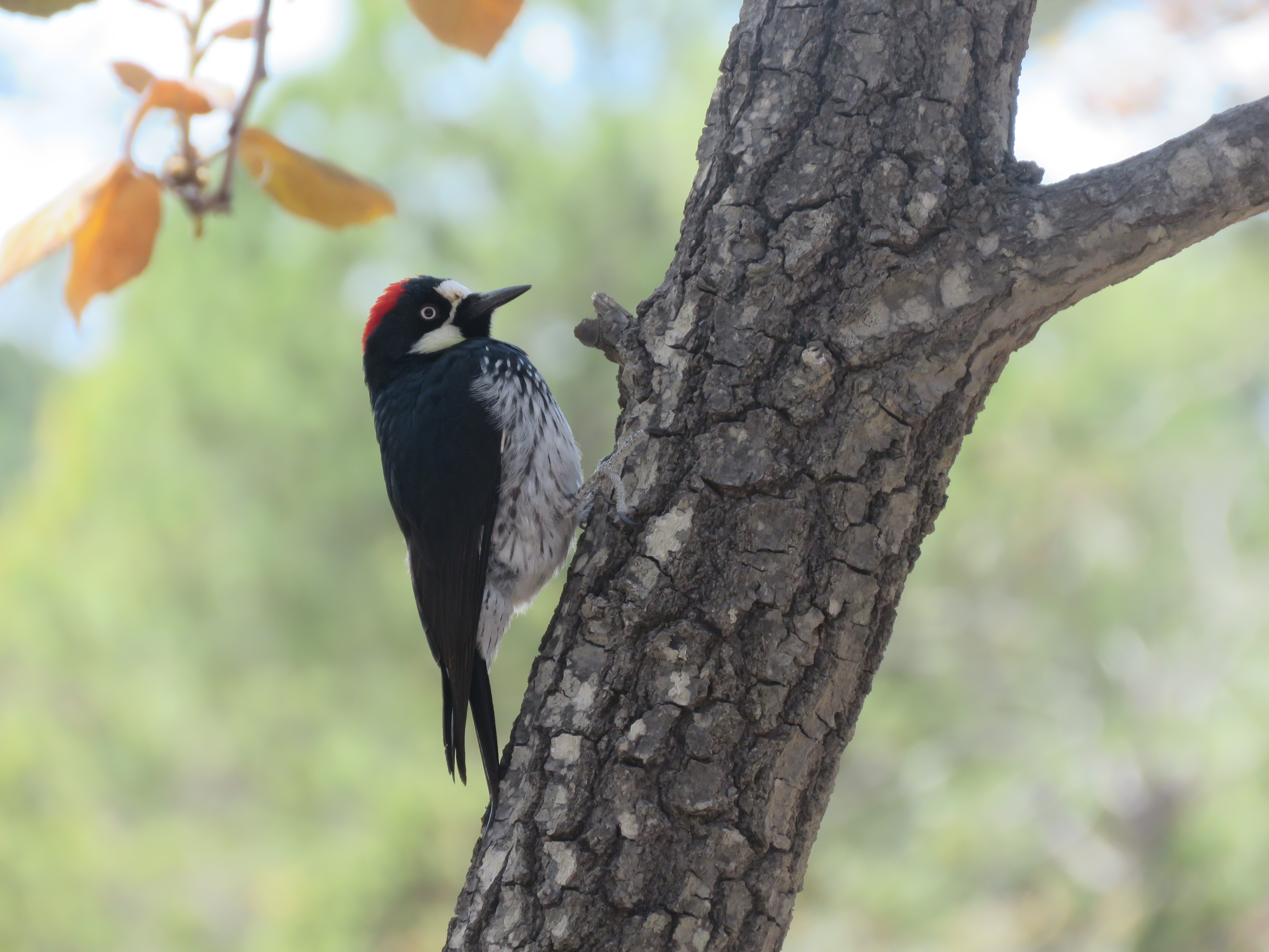 Acorn Woodpecker