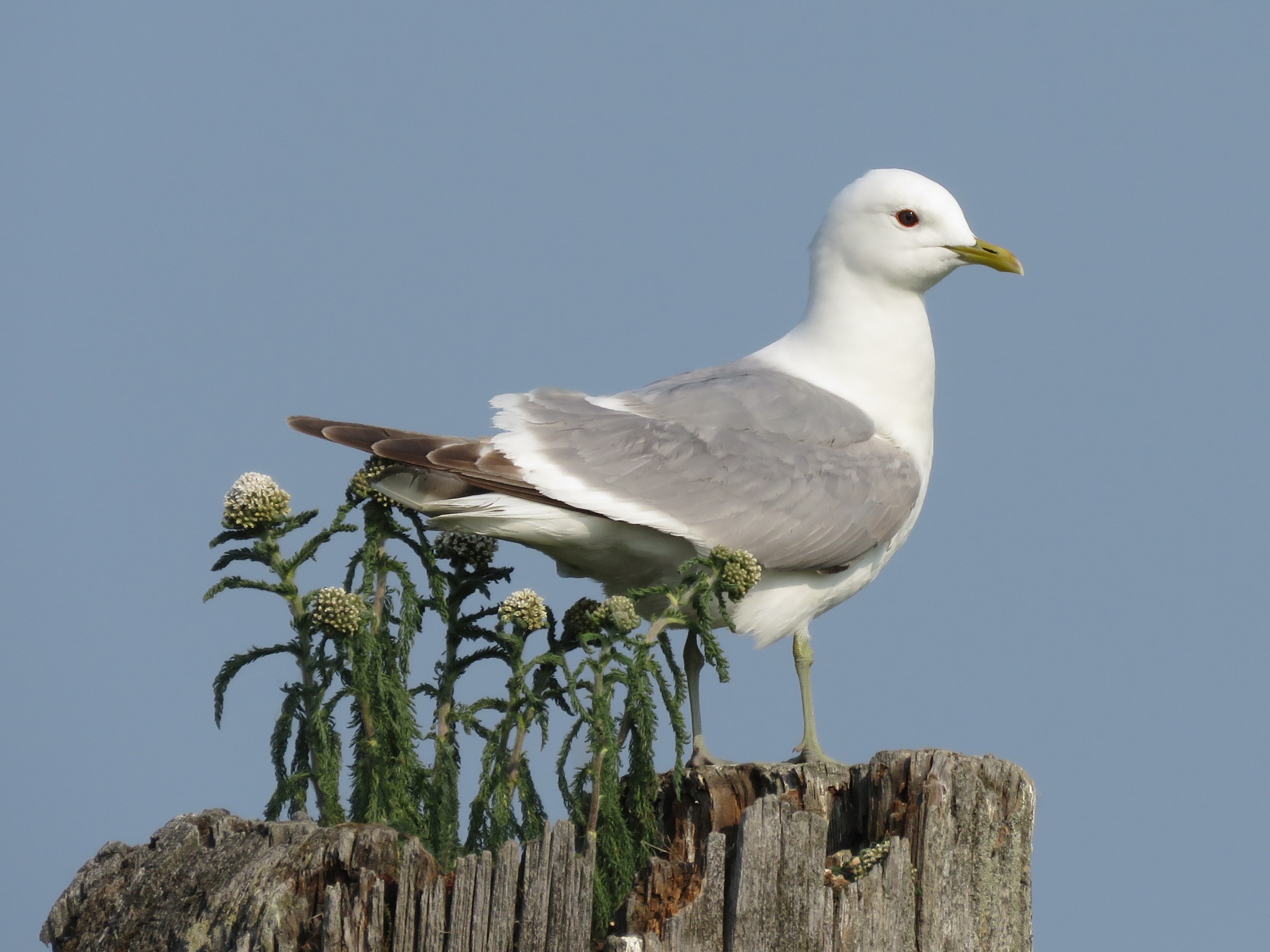 Mew Gull