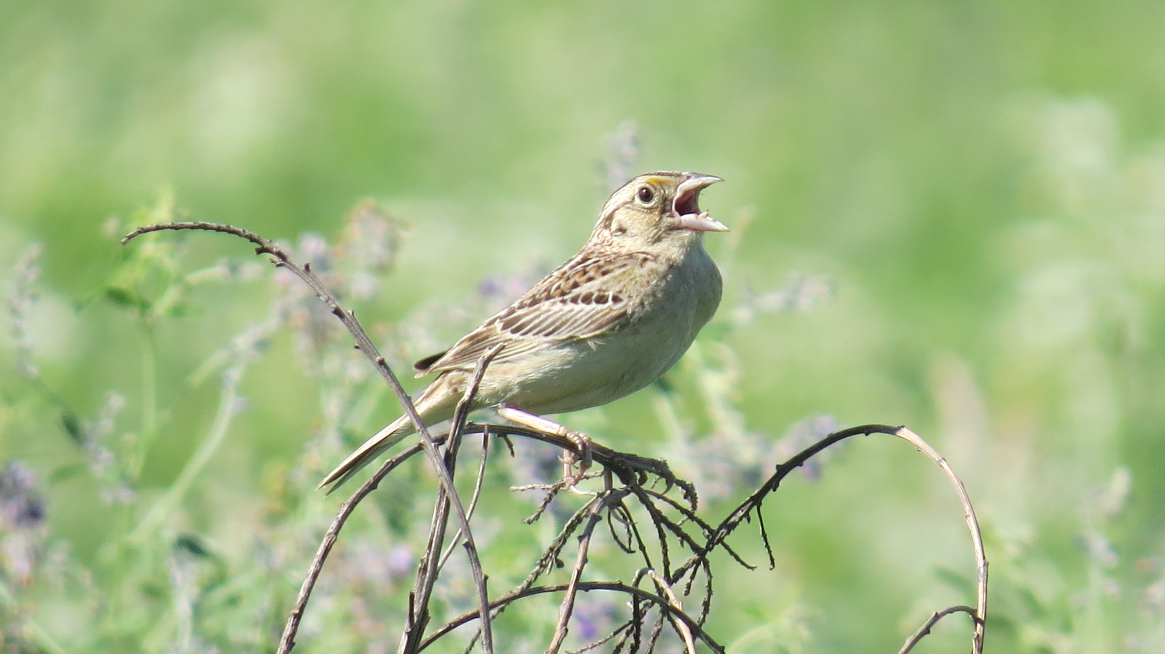 Grasshopper Sparrow
