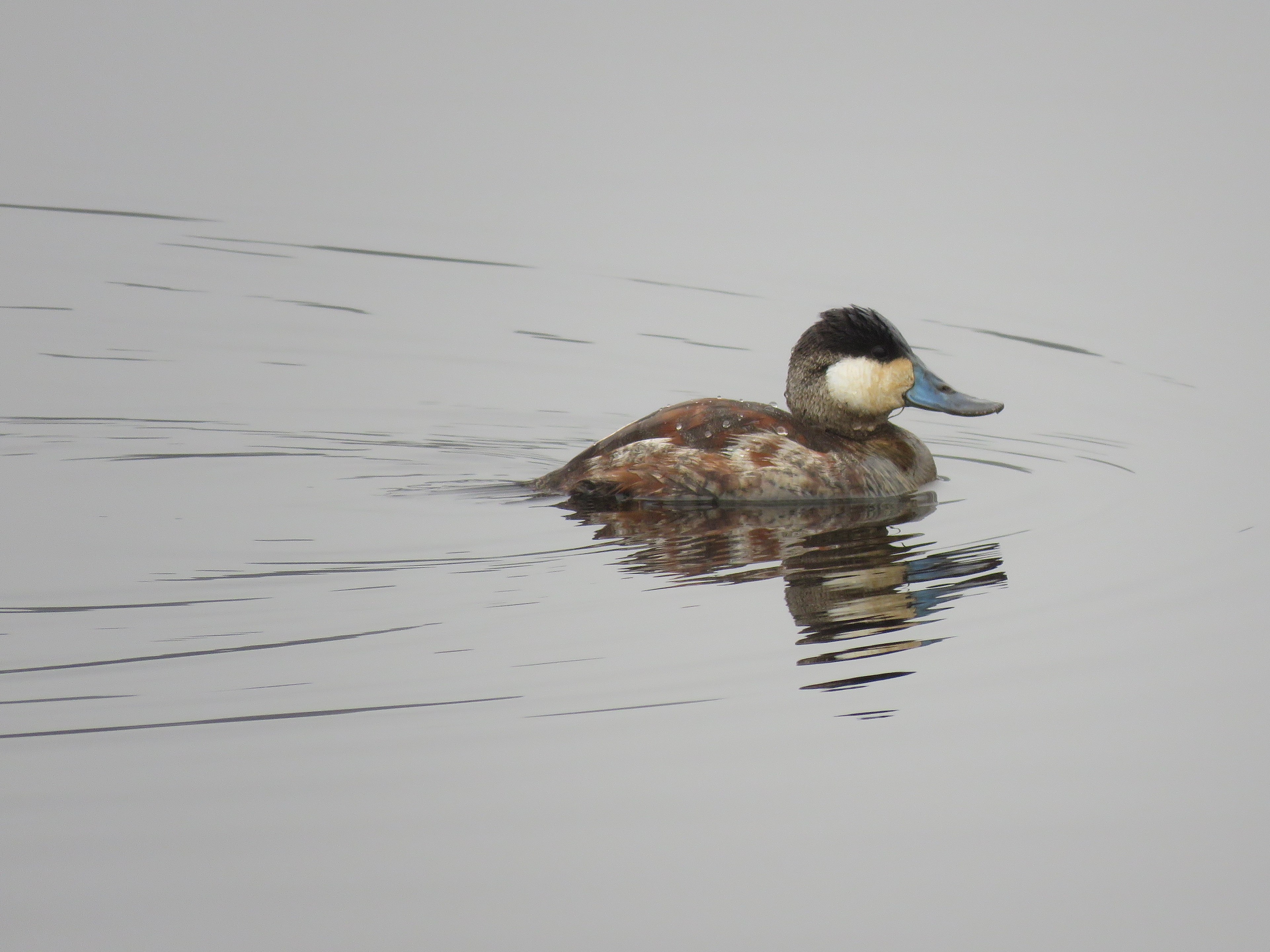 Ruddy Duck