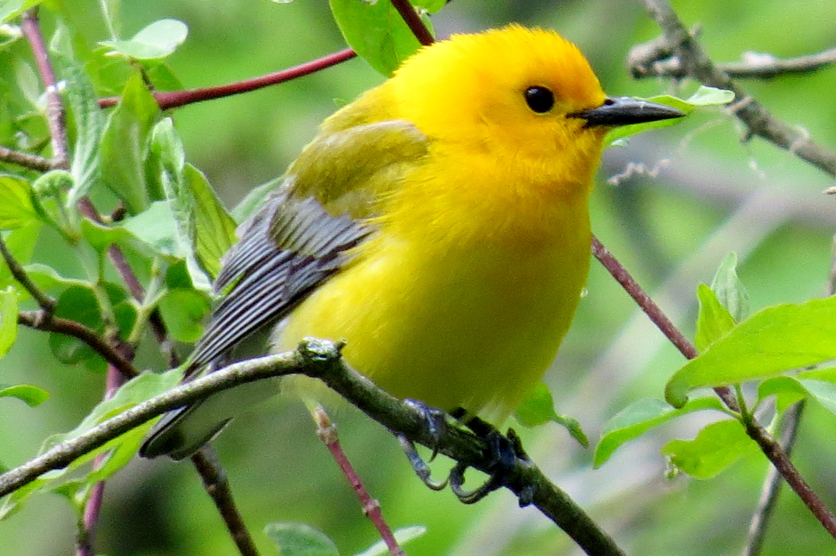 Prothonotary Warbler