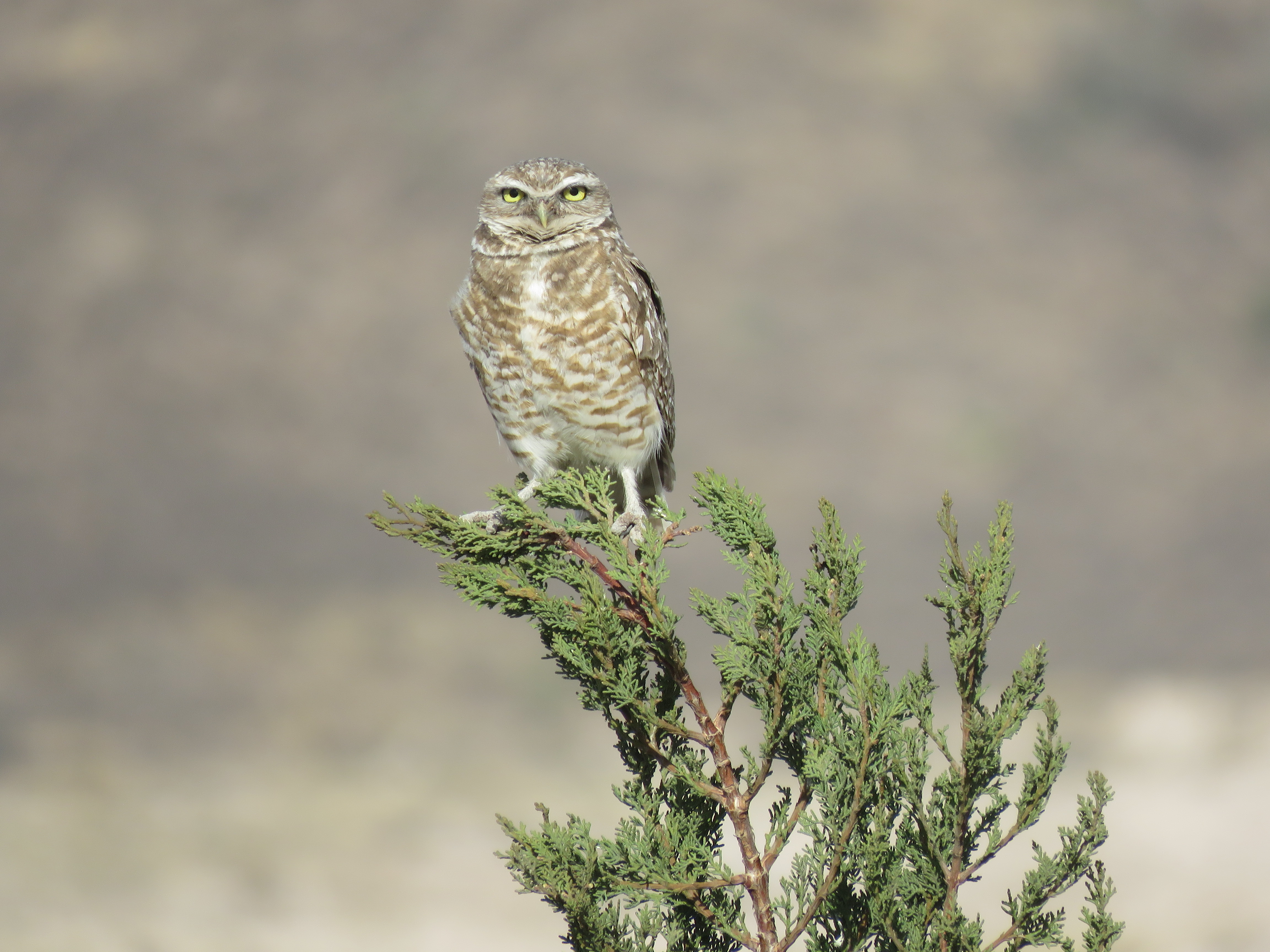 Burrowing Owl