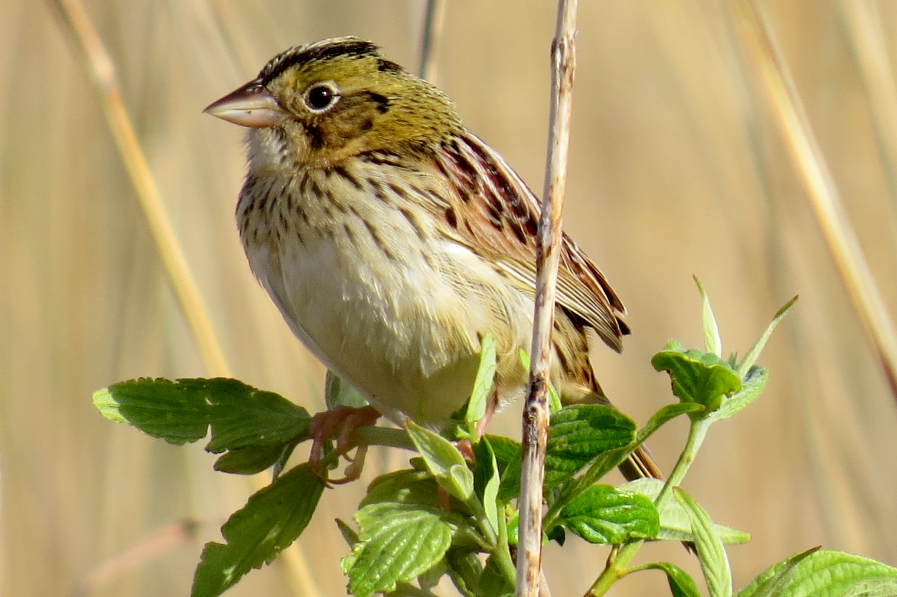 Henslow's Sparrow