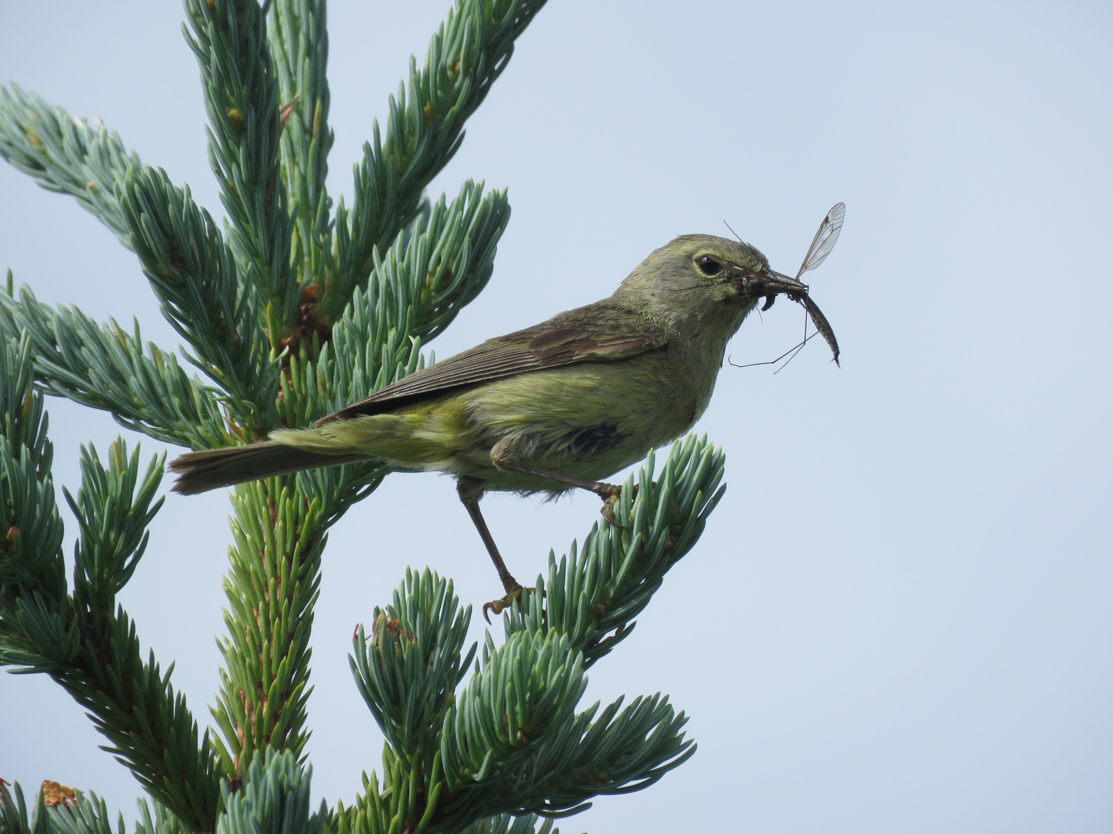 Orange-crowned Warbler