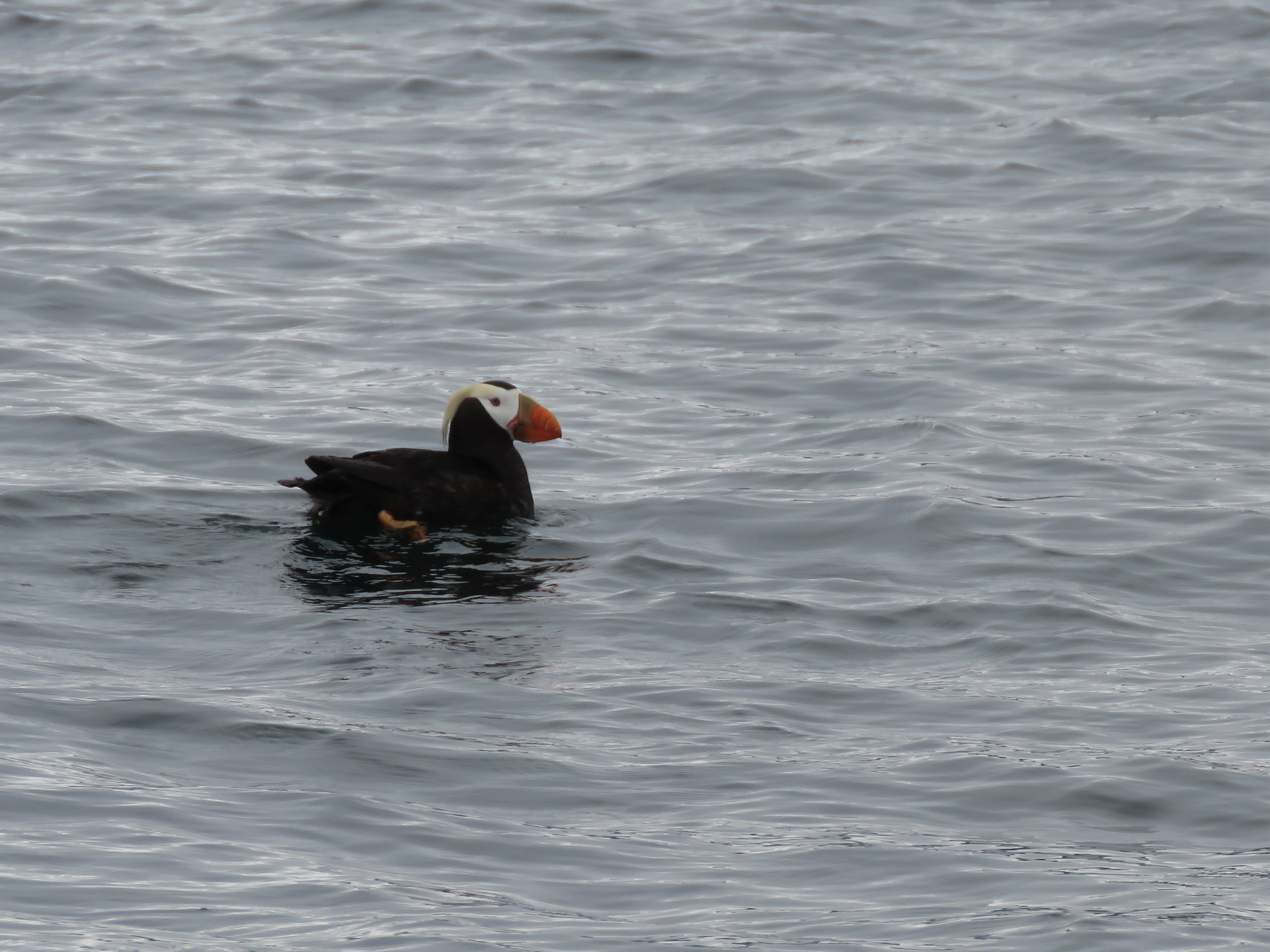 Tufted Puffin