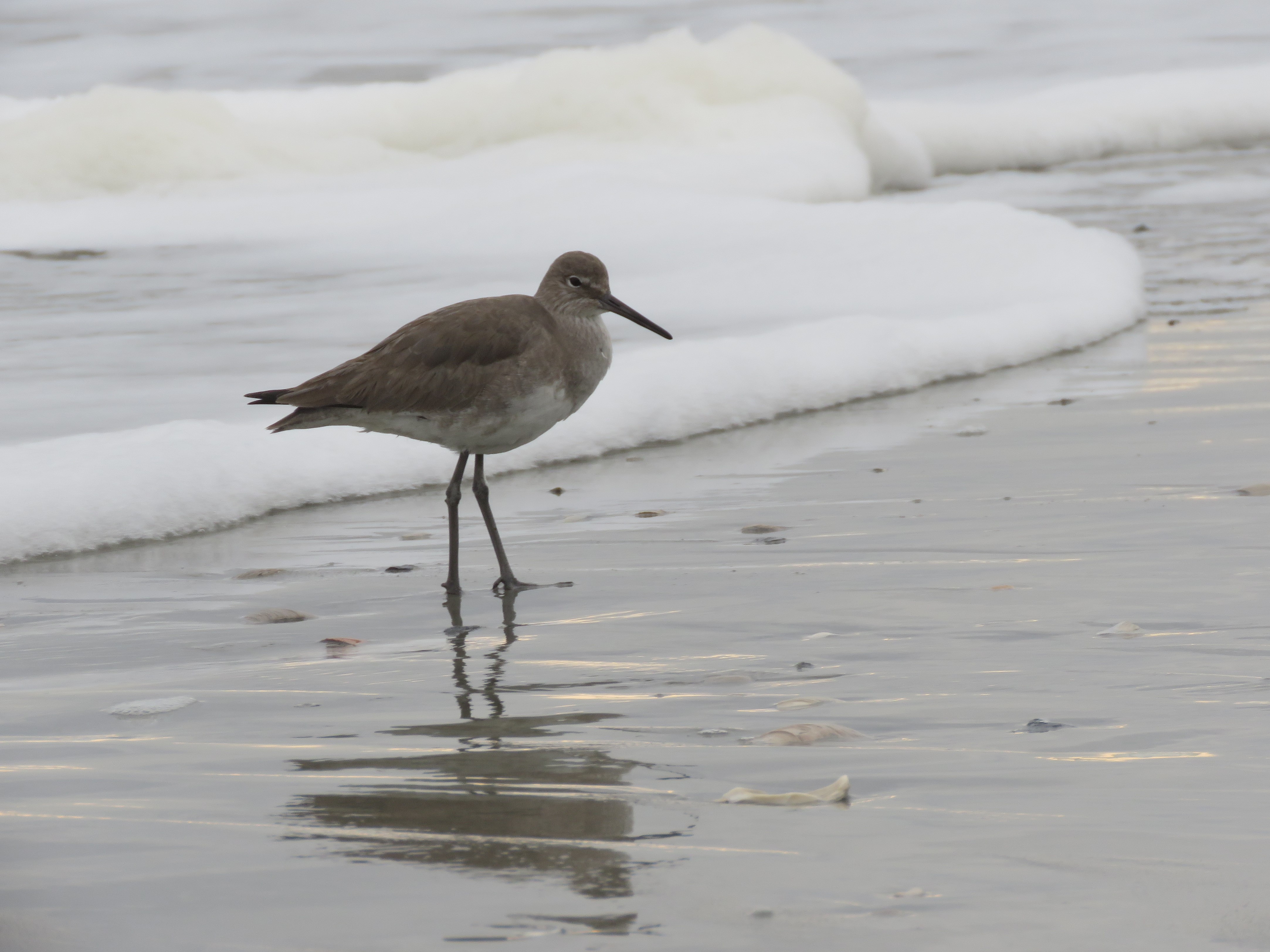 Willet