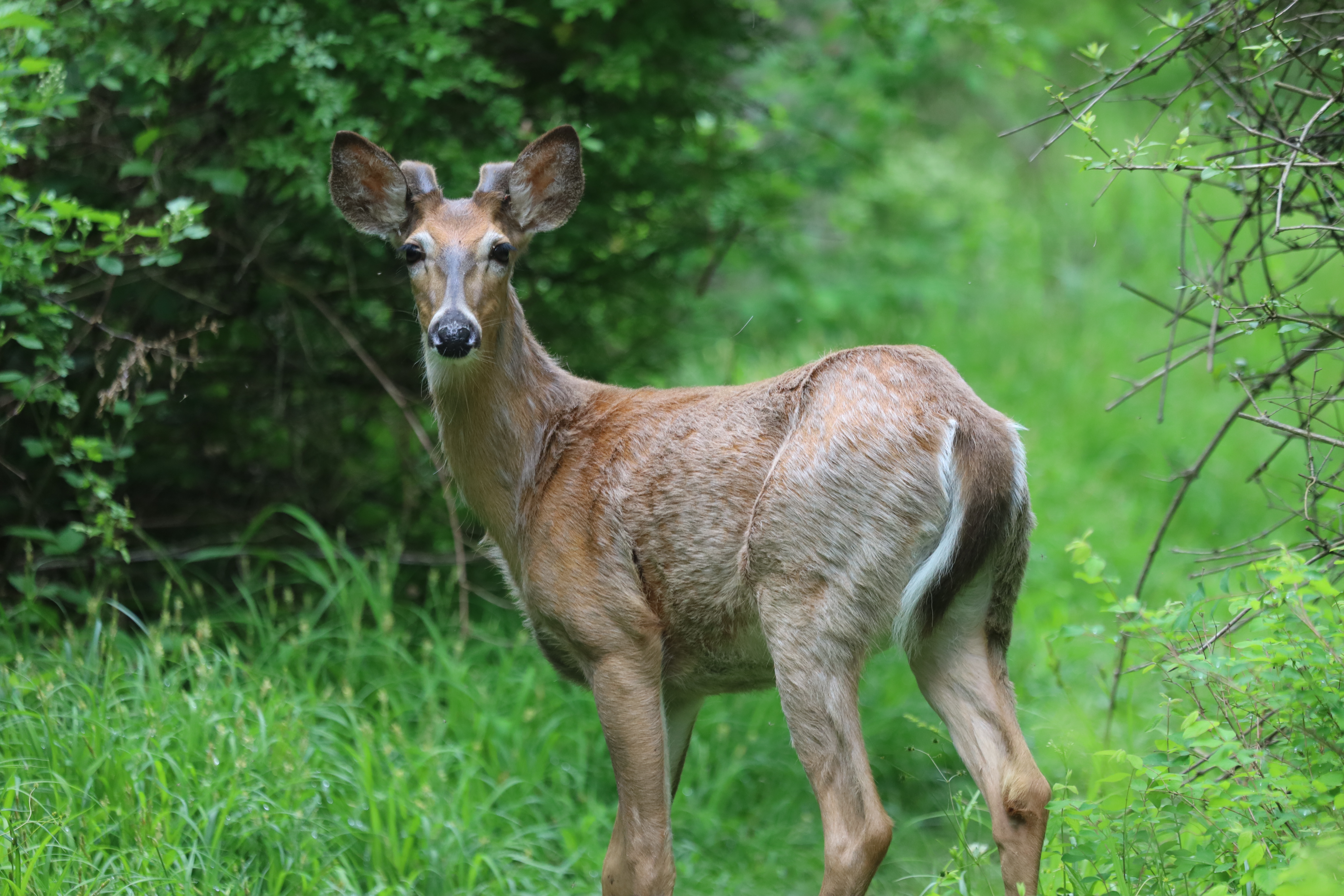 White-tailed Deer