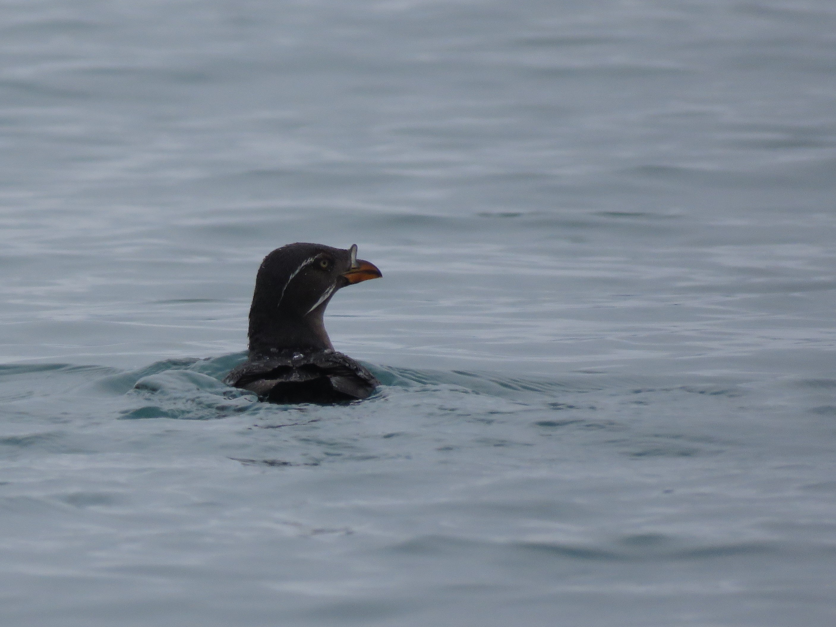 Rhinoceros Auklet