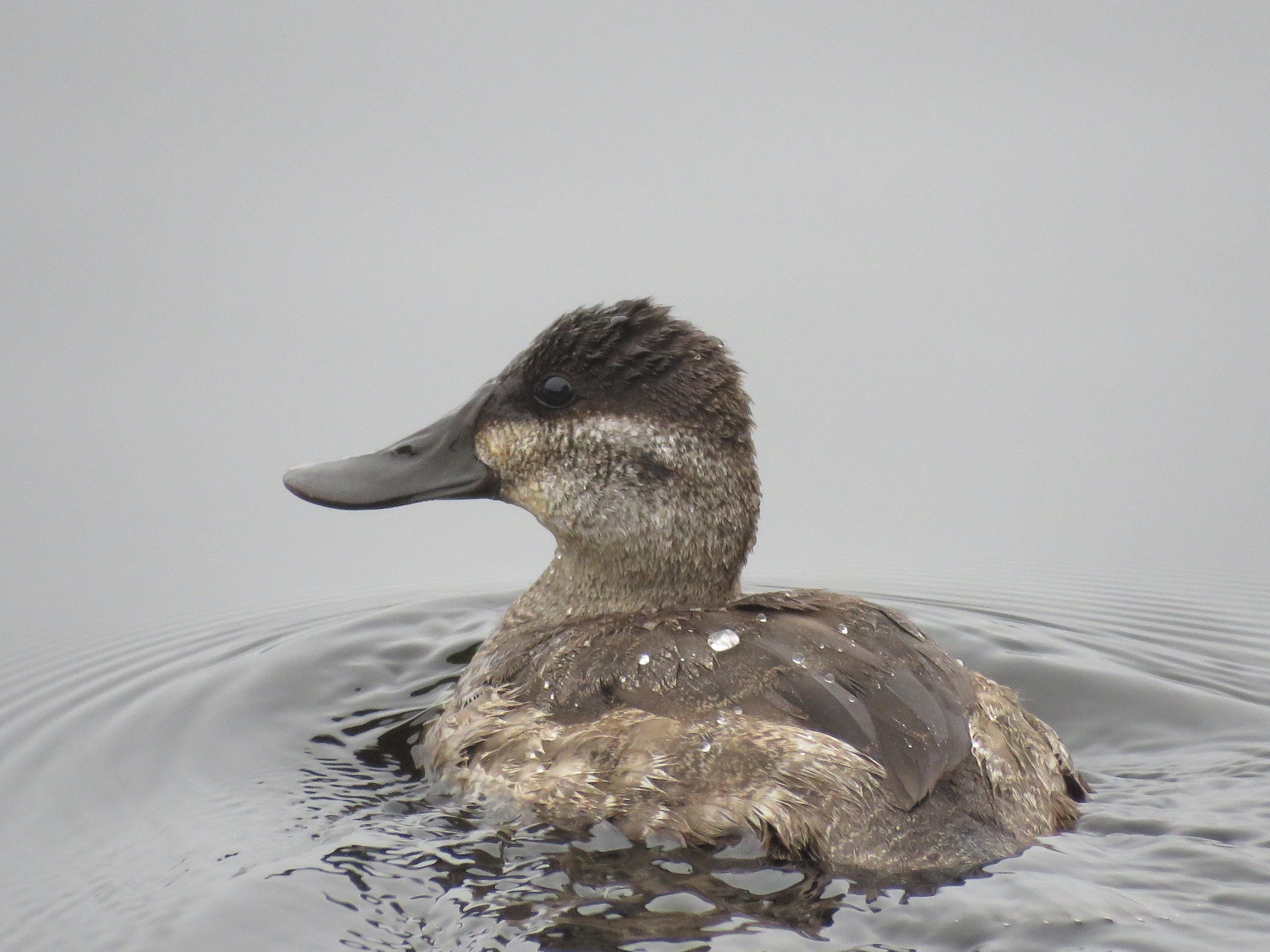 Ruddy Duck