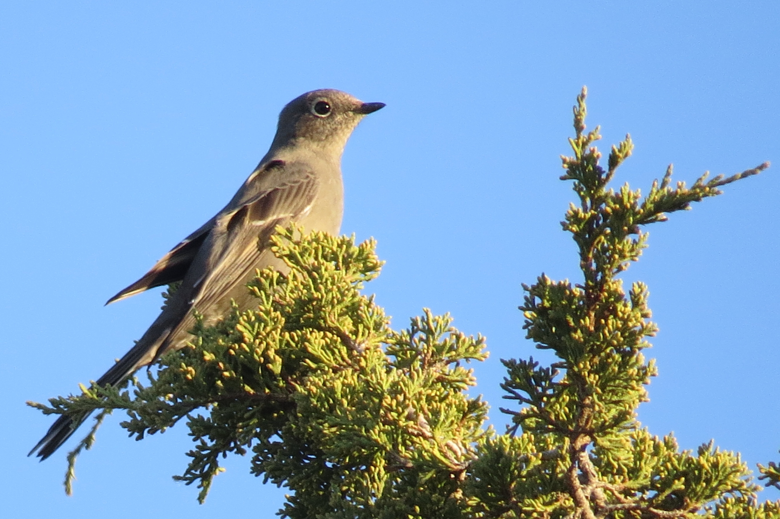 Townsend's Solitaire