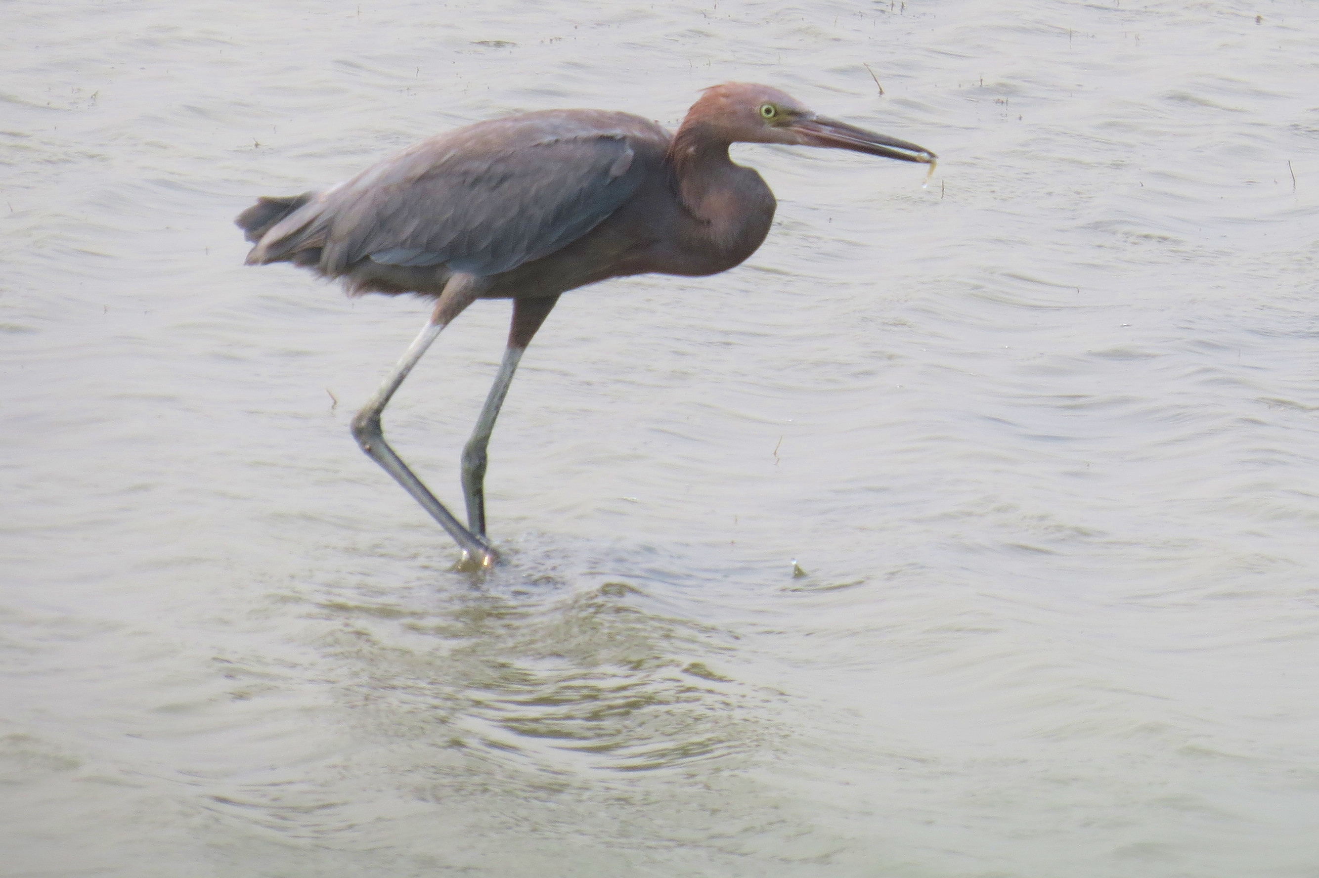 Reddish Egret