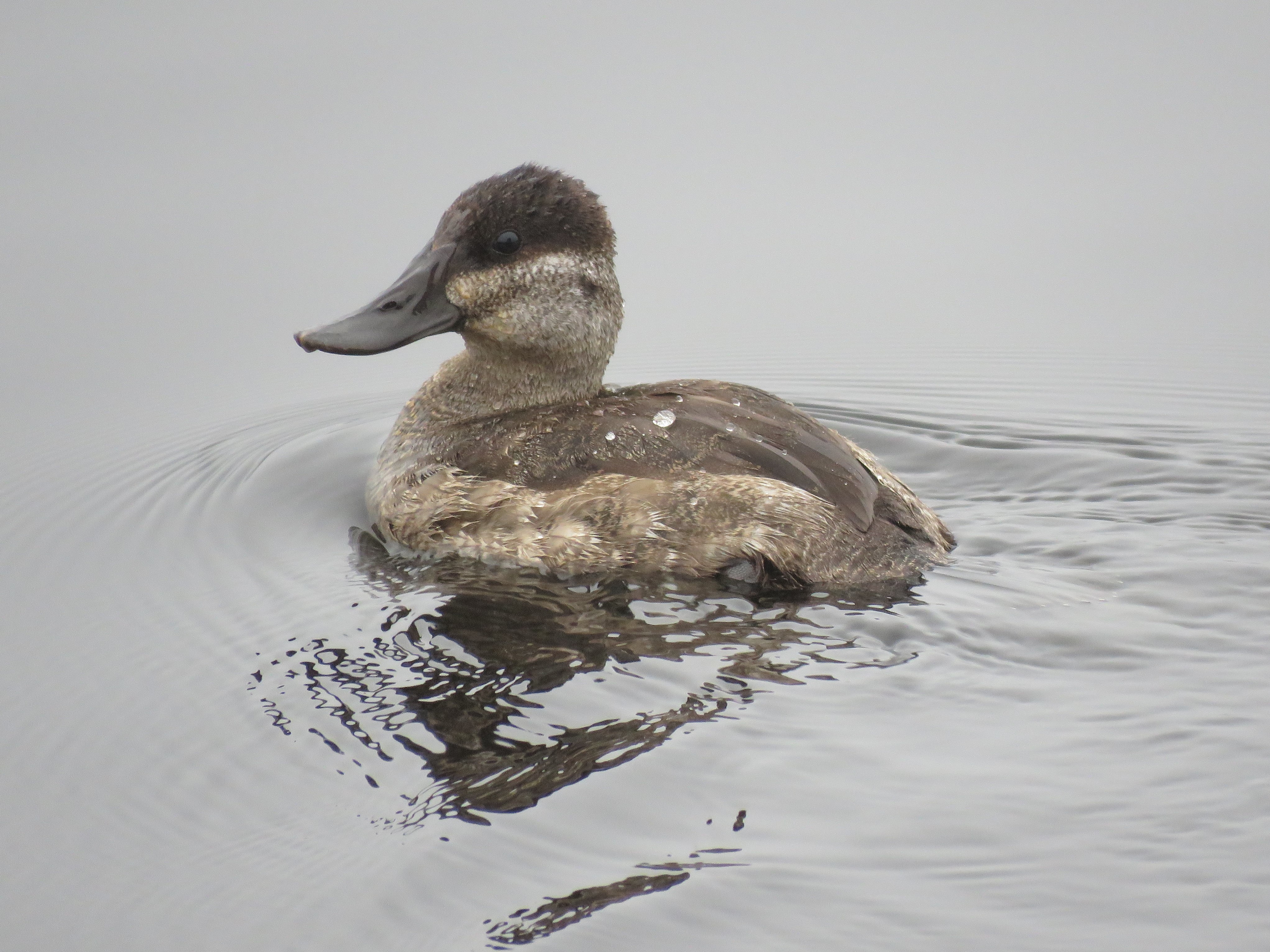 Ruddy Duck