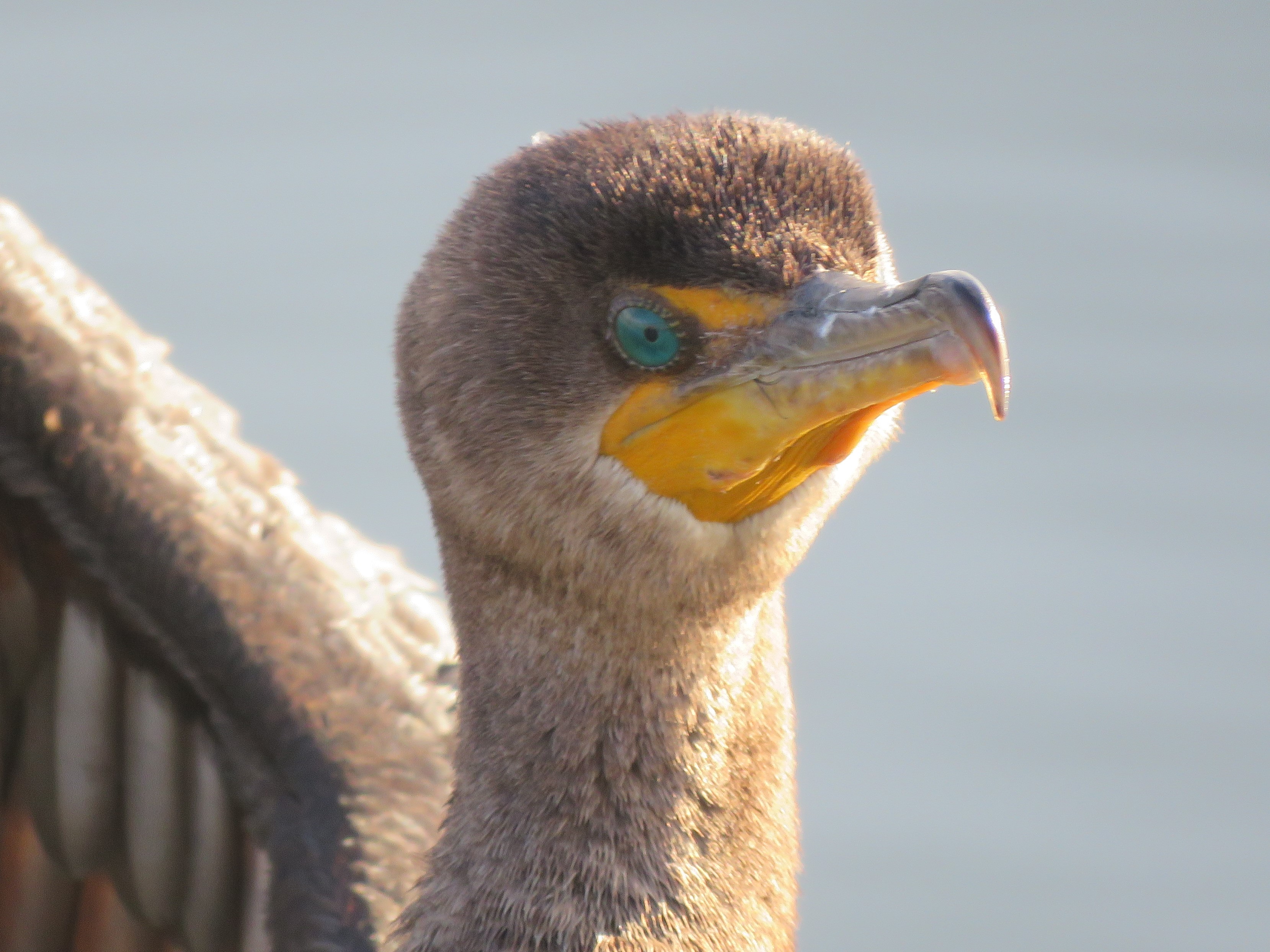 Double-crested Cormorant
