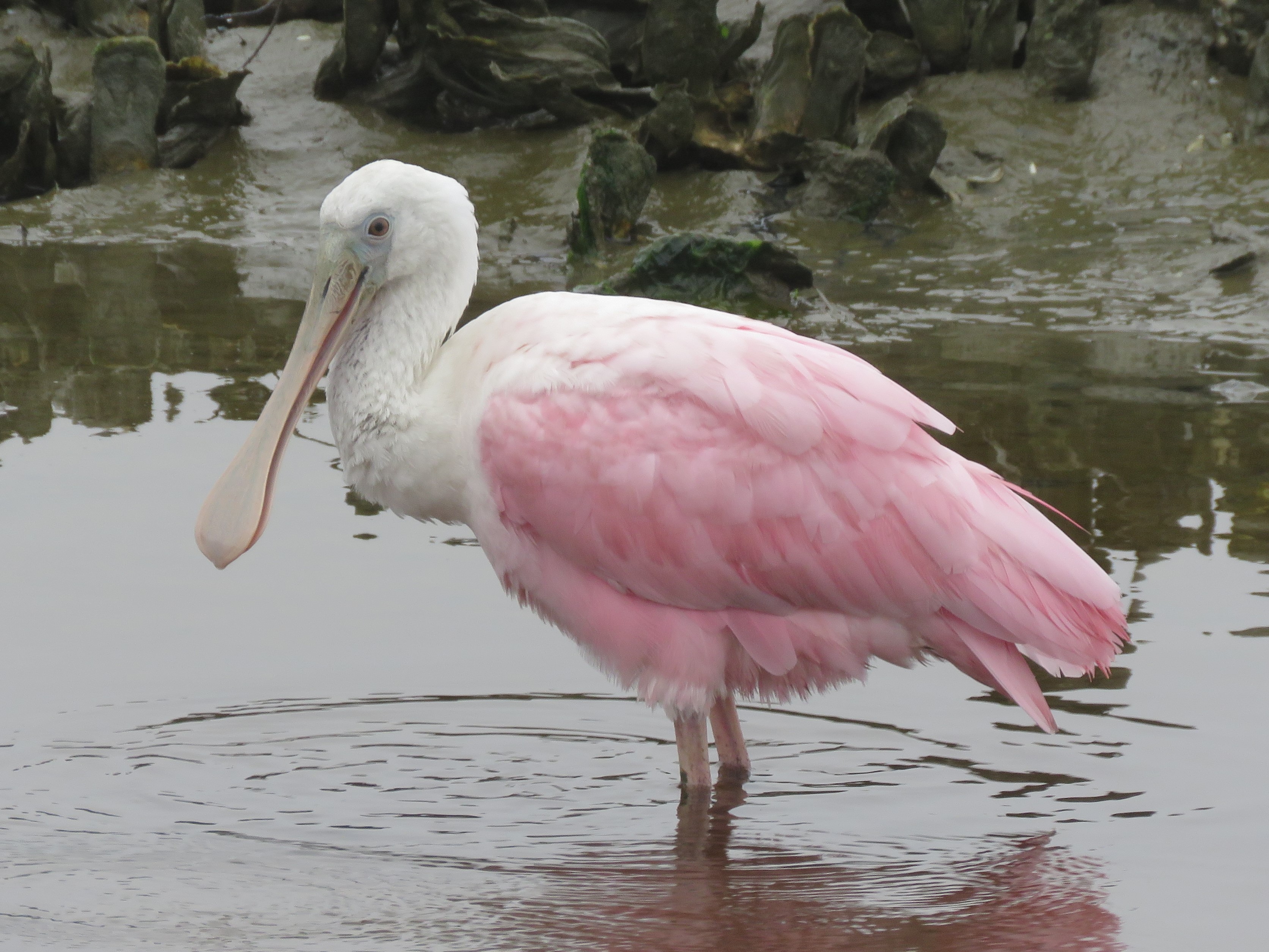 Roseate Spoonbill