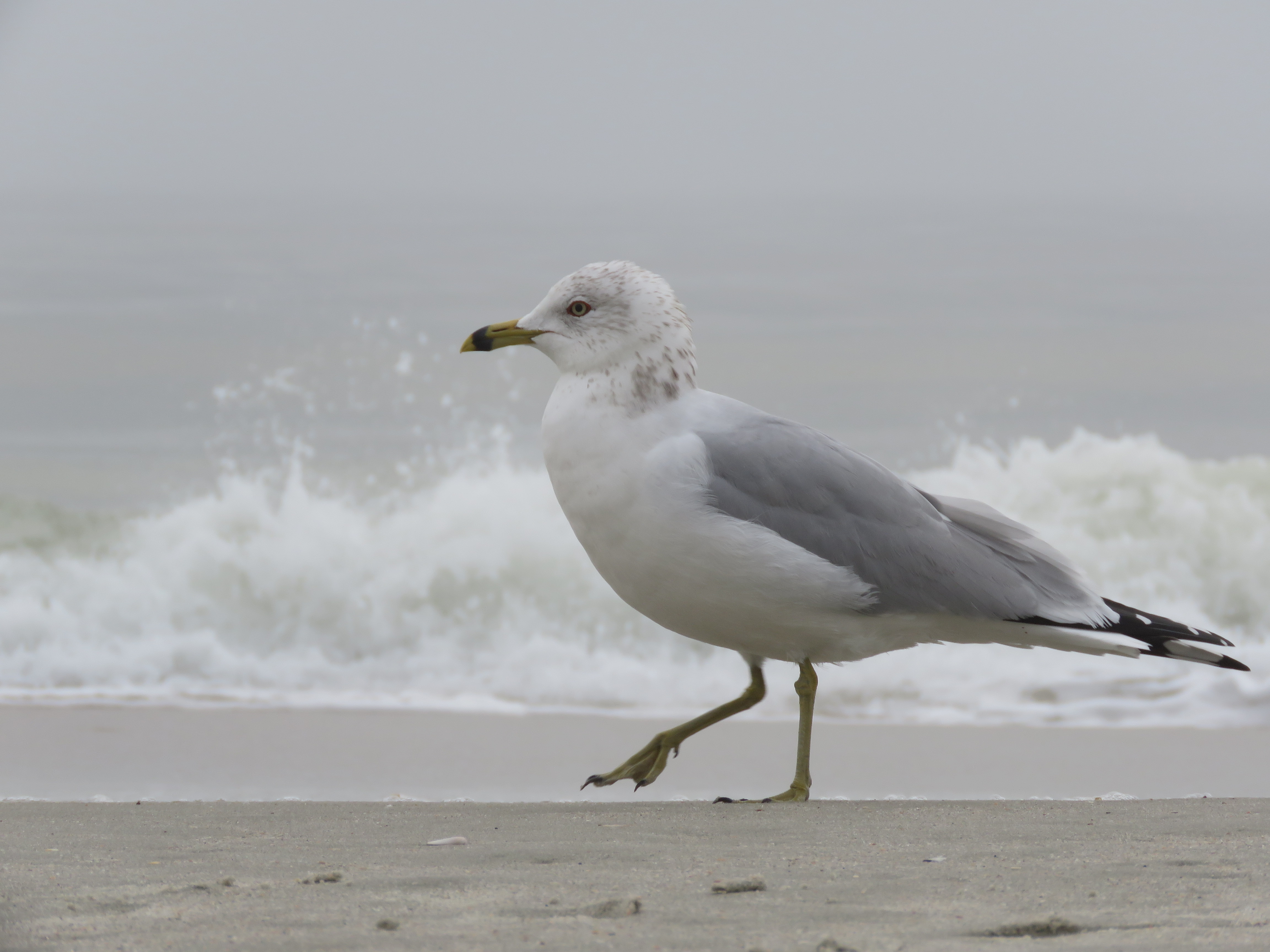 Ring-billed Gull