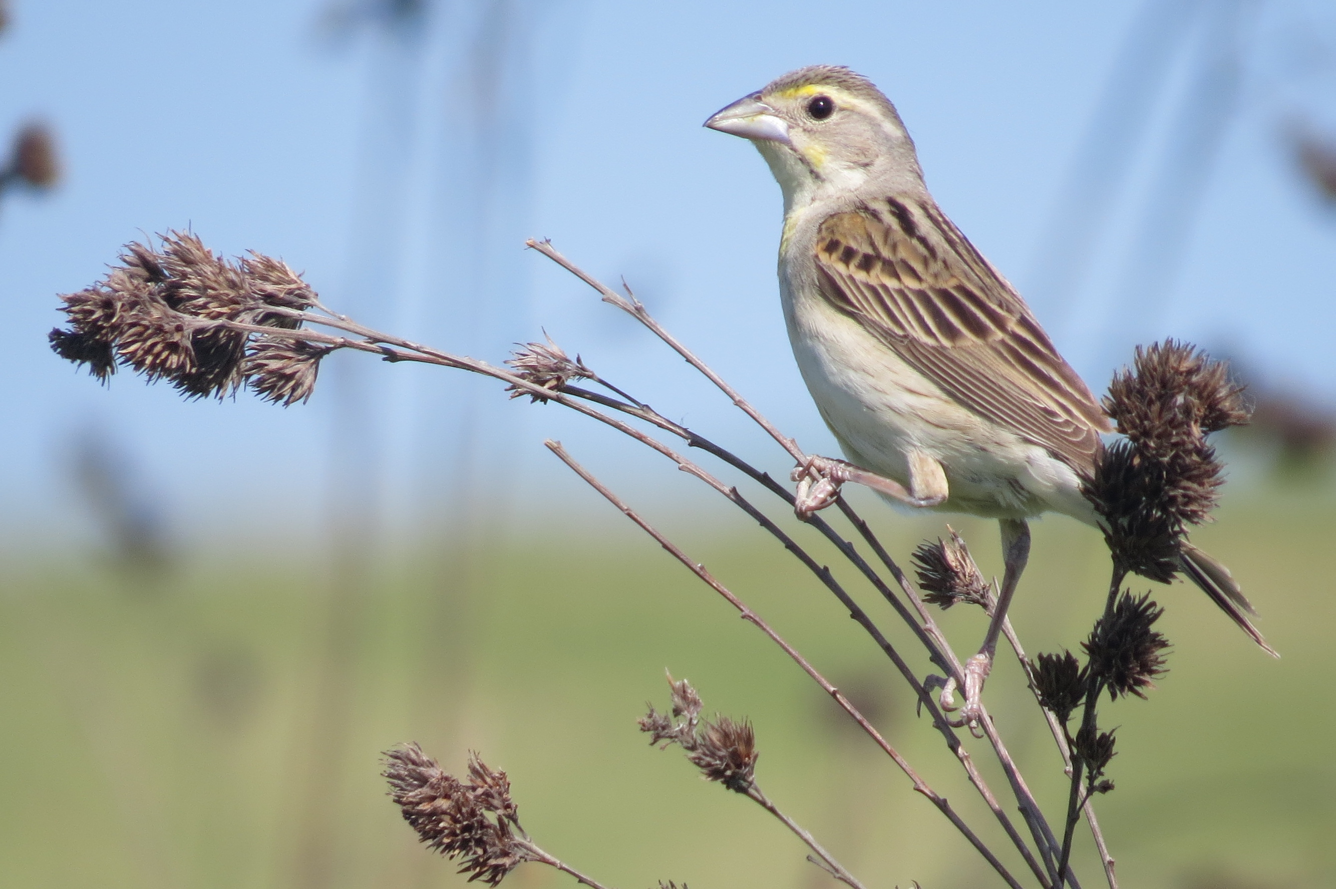 Dickcissel