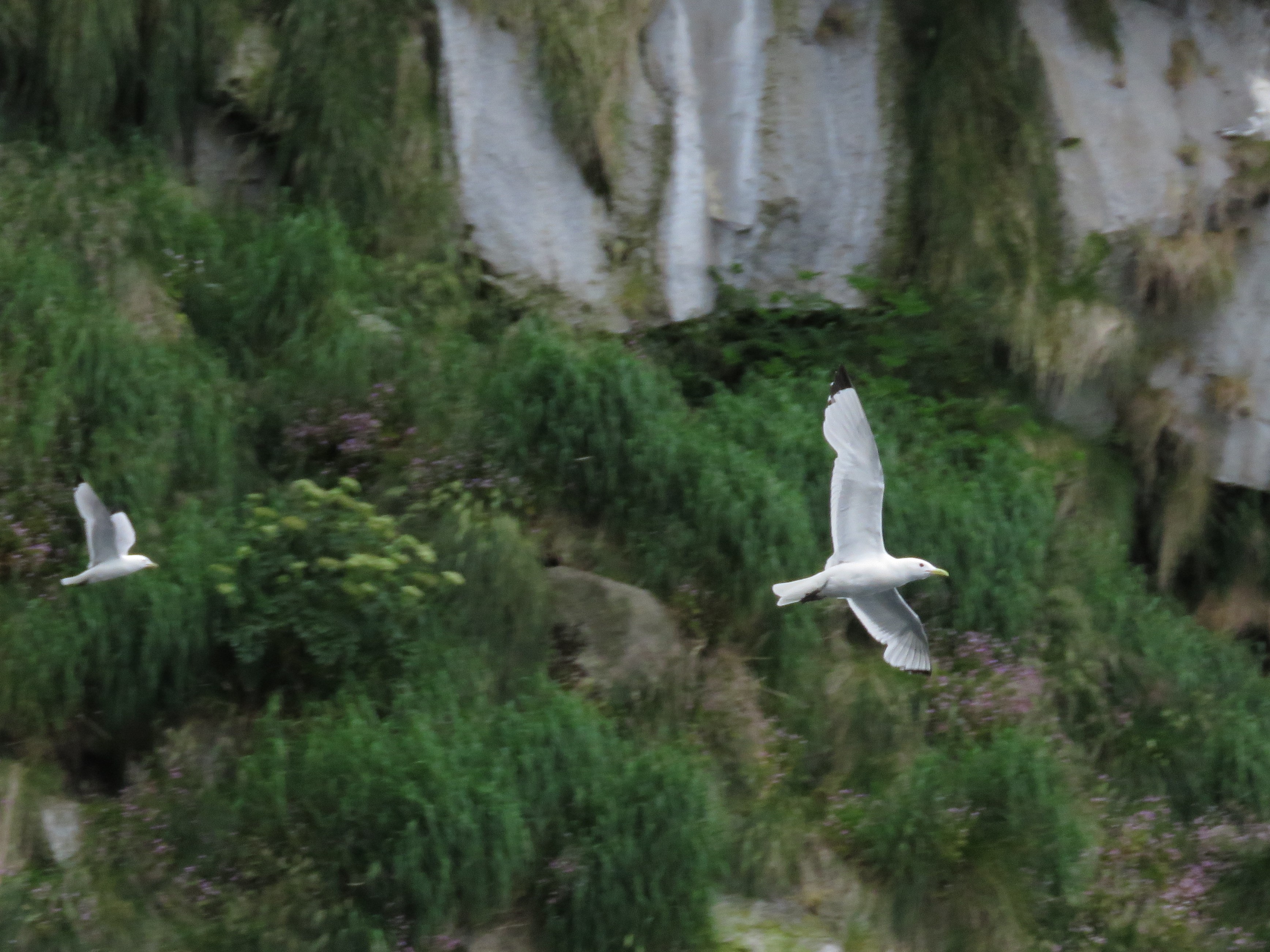 Black-legged Kittiwake