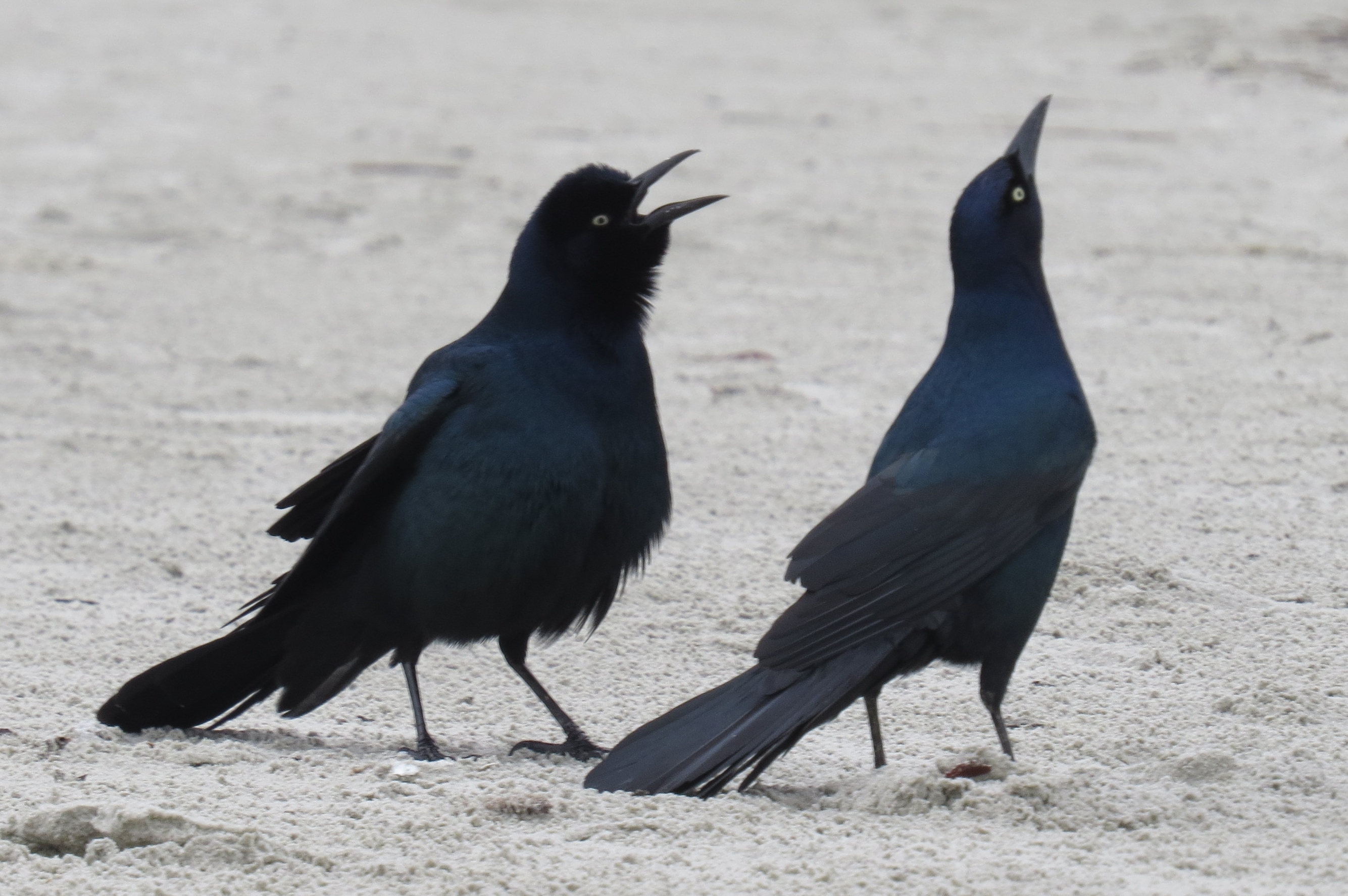 Boat-tailed Grackles