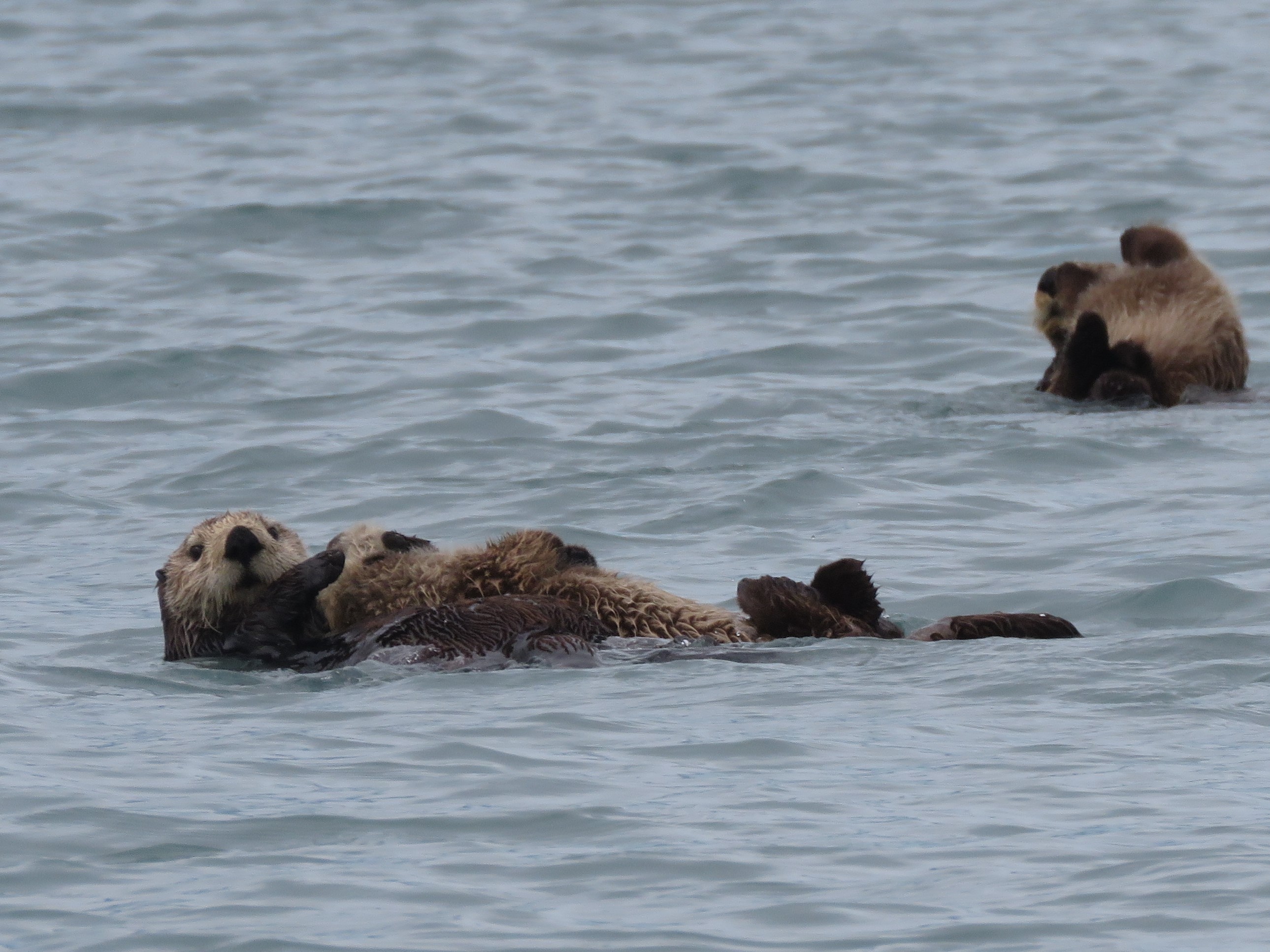 Sea Otters with pups