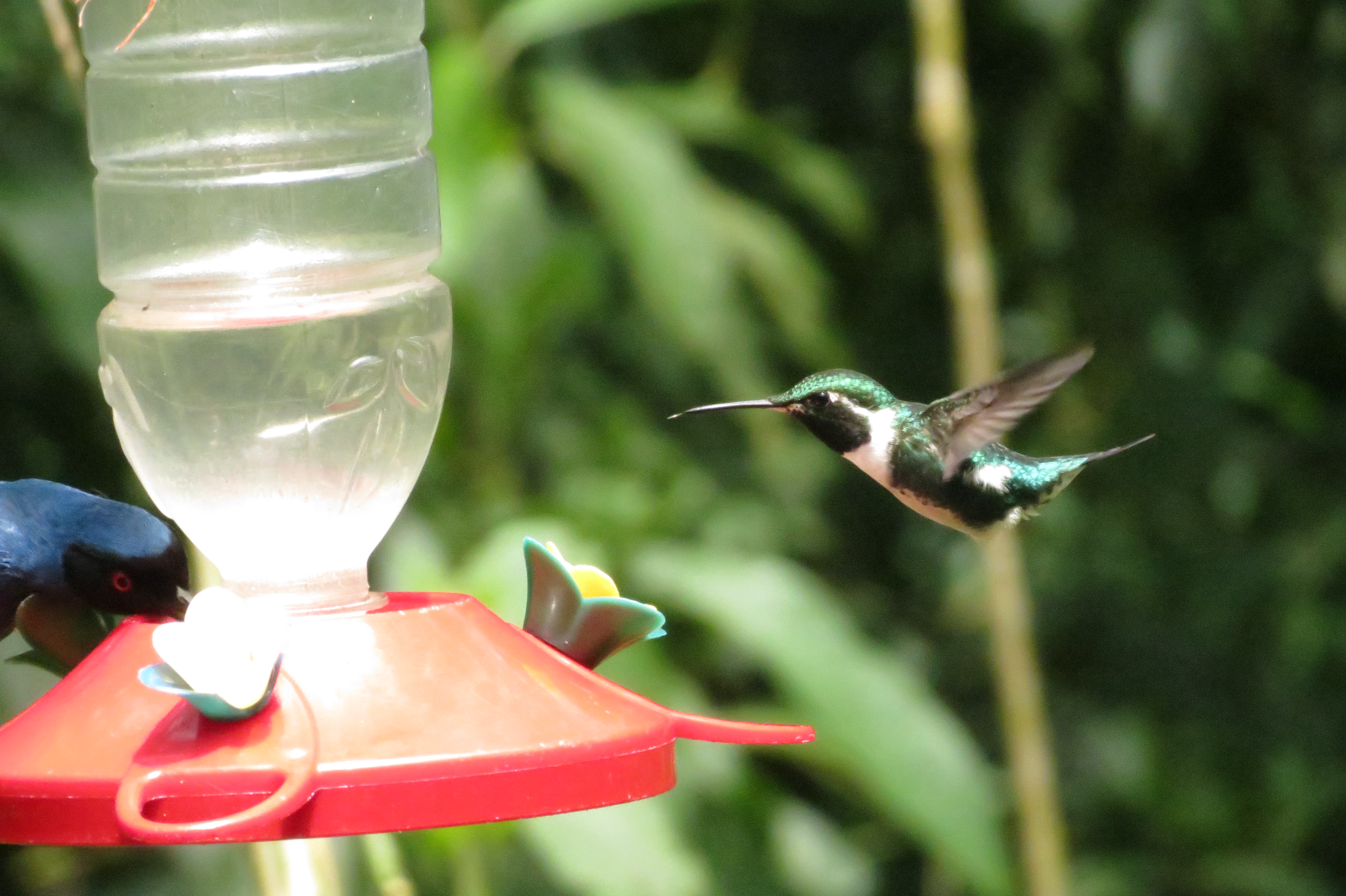 White-bellied Woodstar