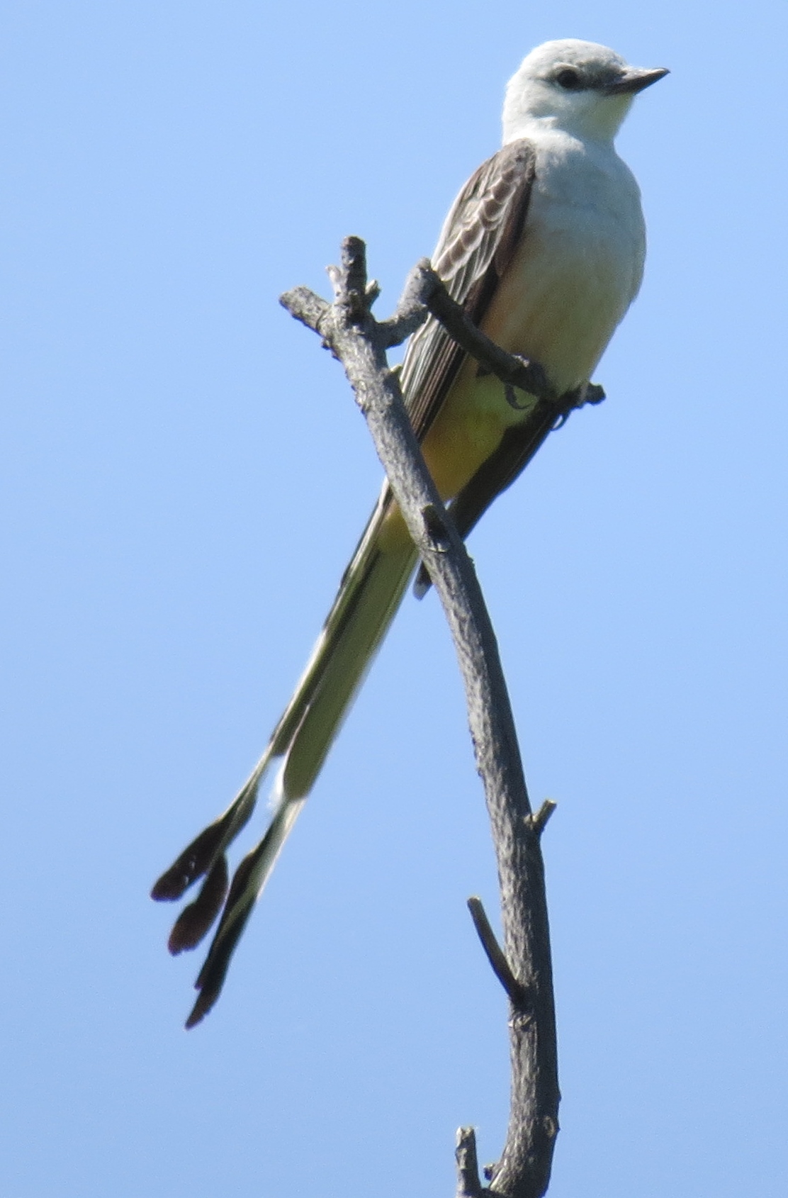 Scissor-tailed Flycatcher