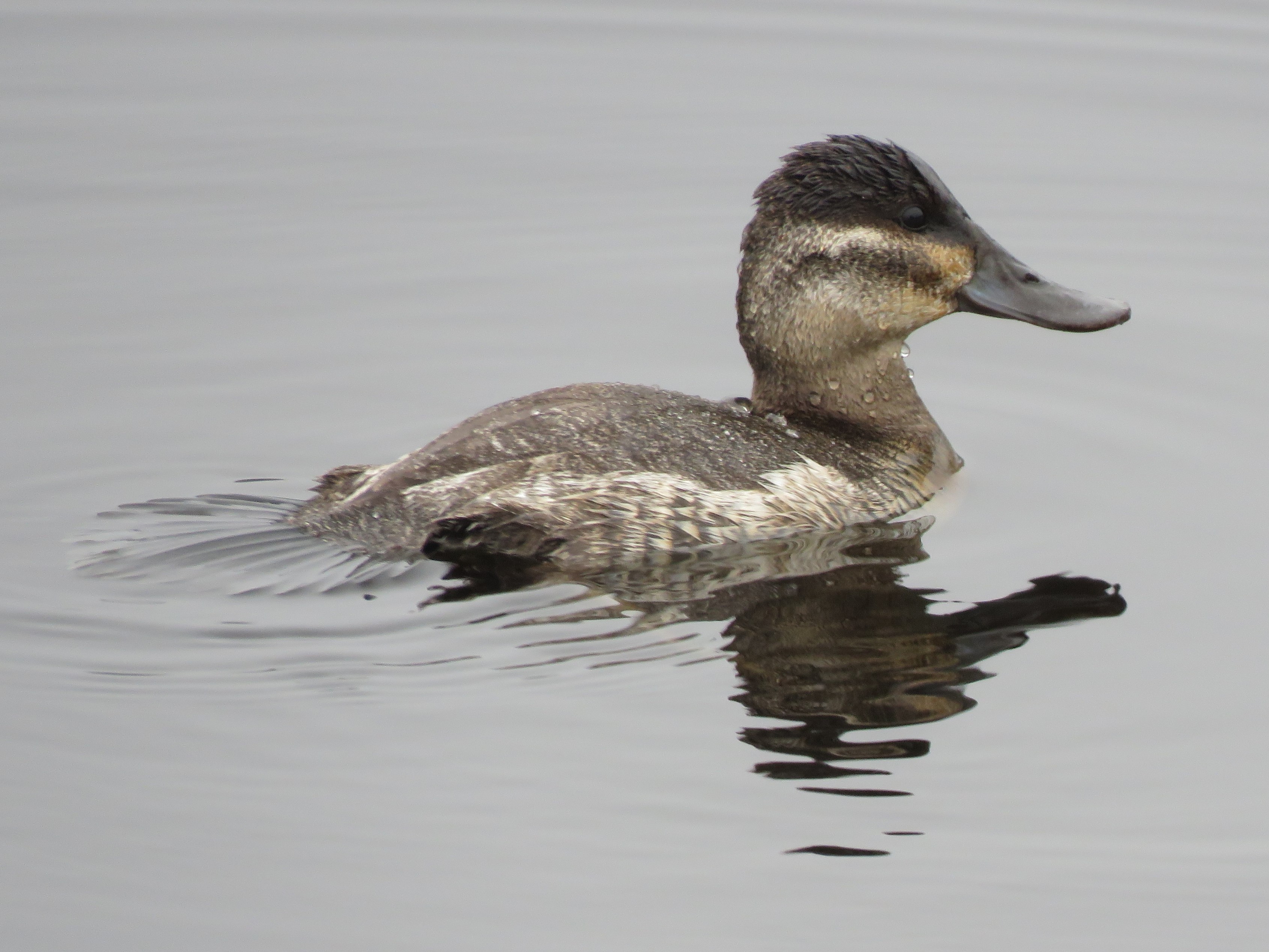 Ruddy Duck