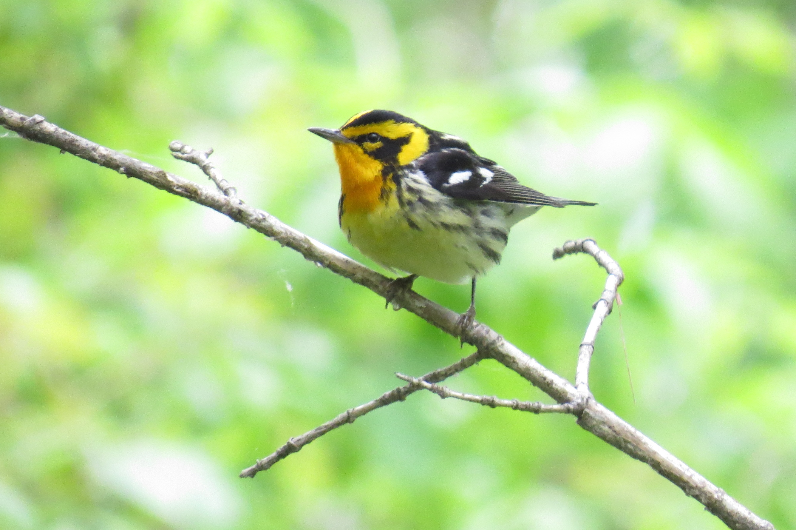 Blackburnian Warbler
