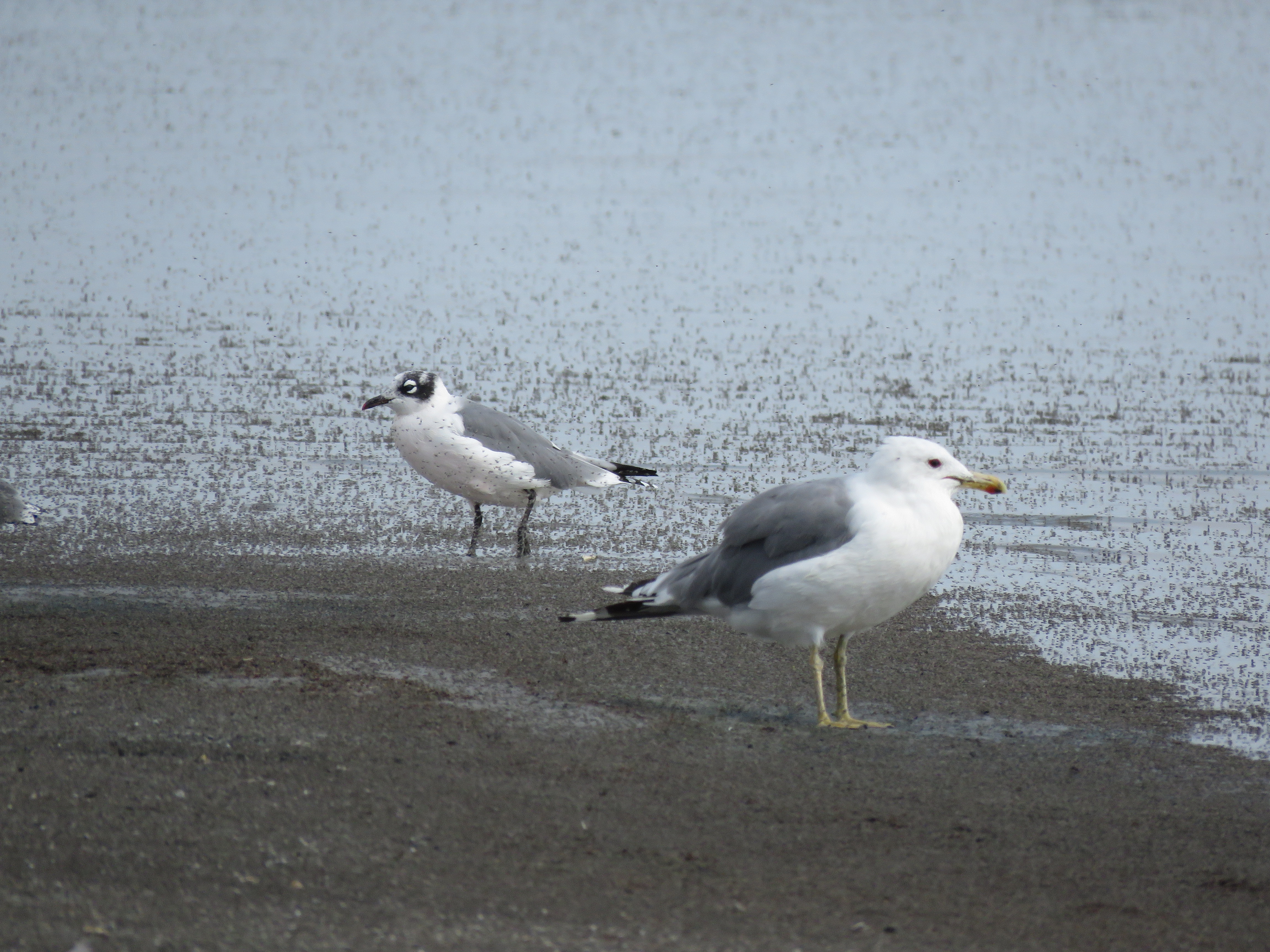 Franklin's and California Gull