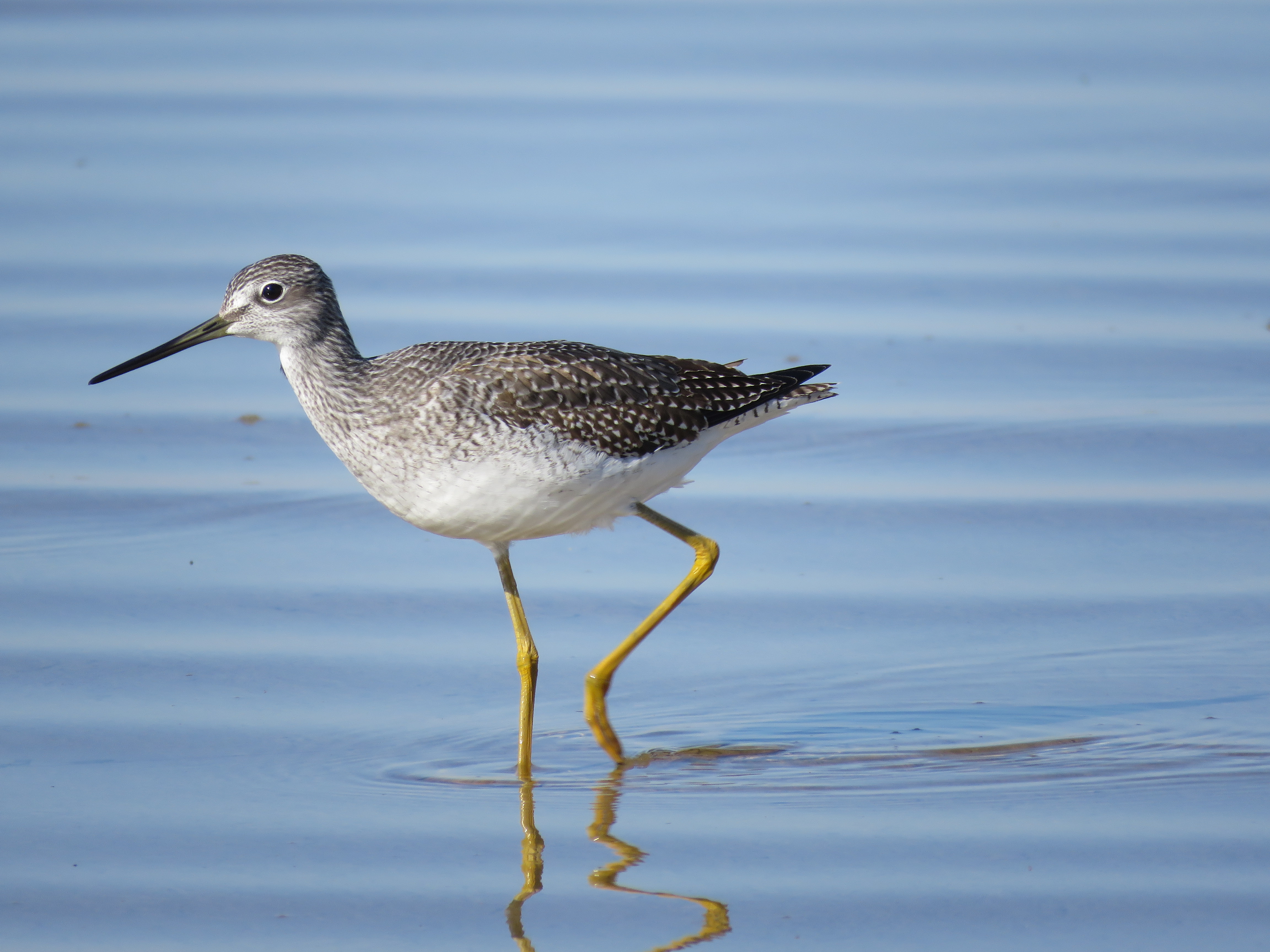 Greater Yellowlegs